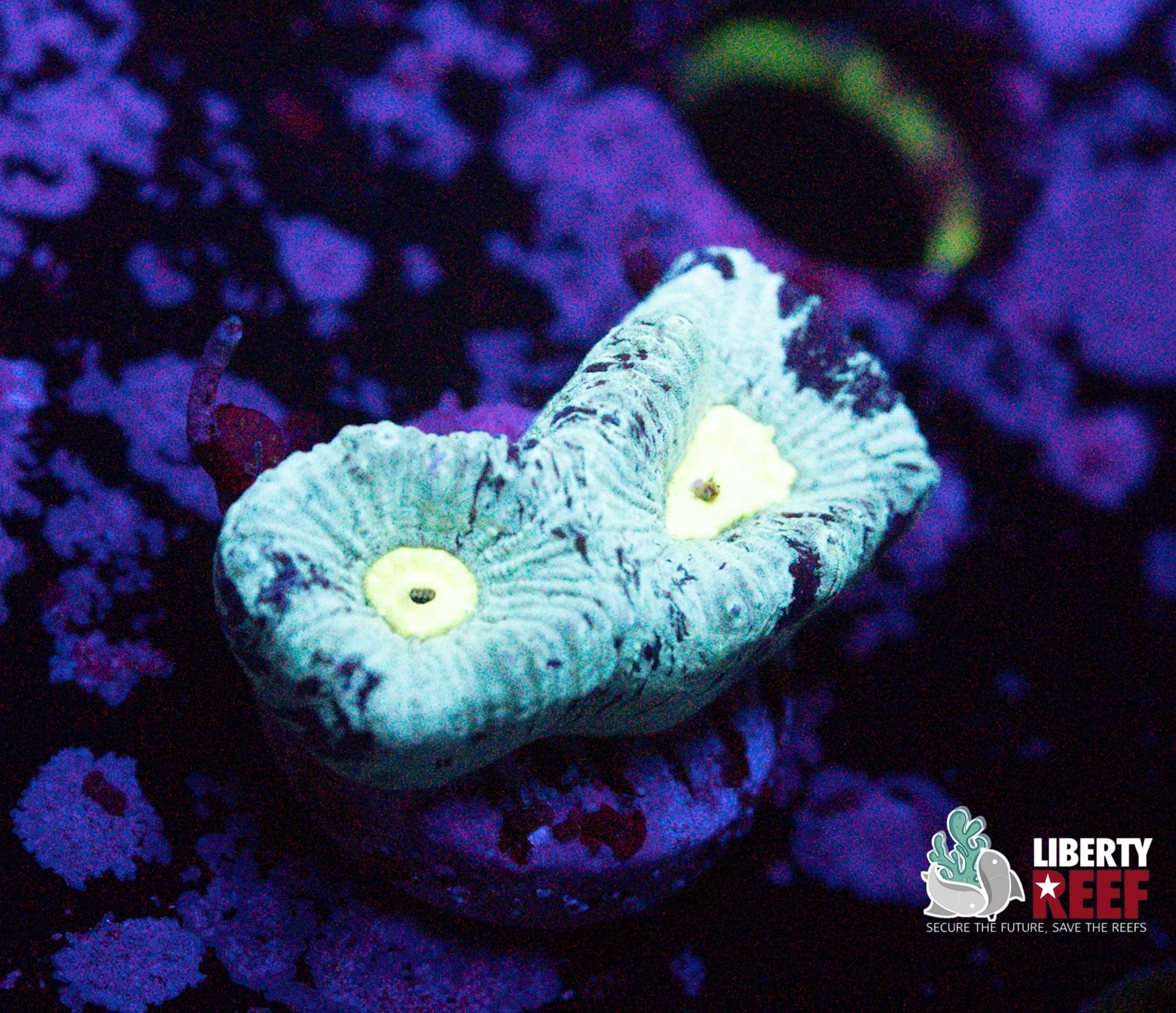 Liberty Reef Auction
