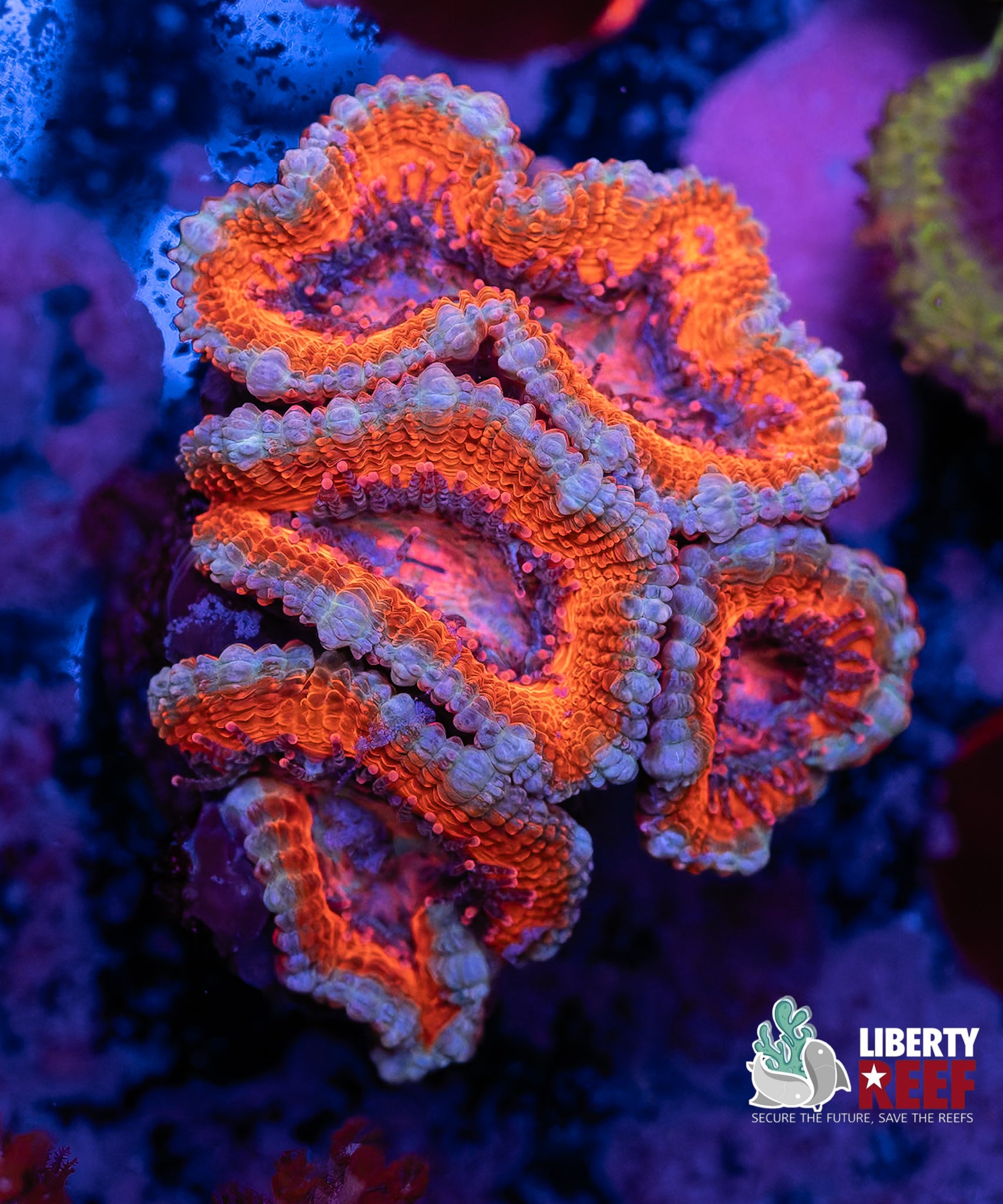Wicked Nebula Acans