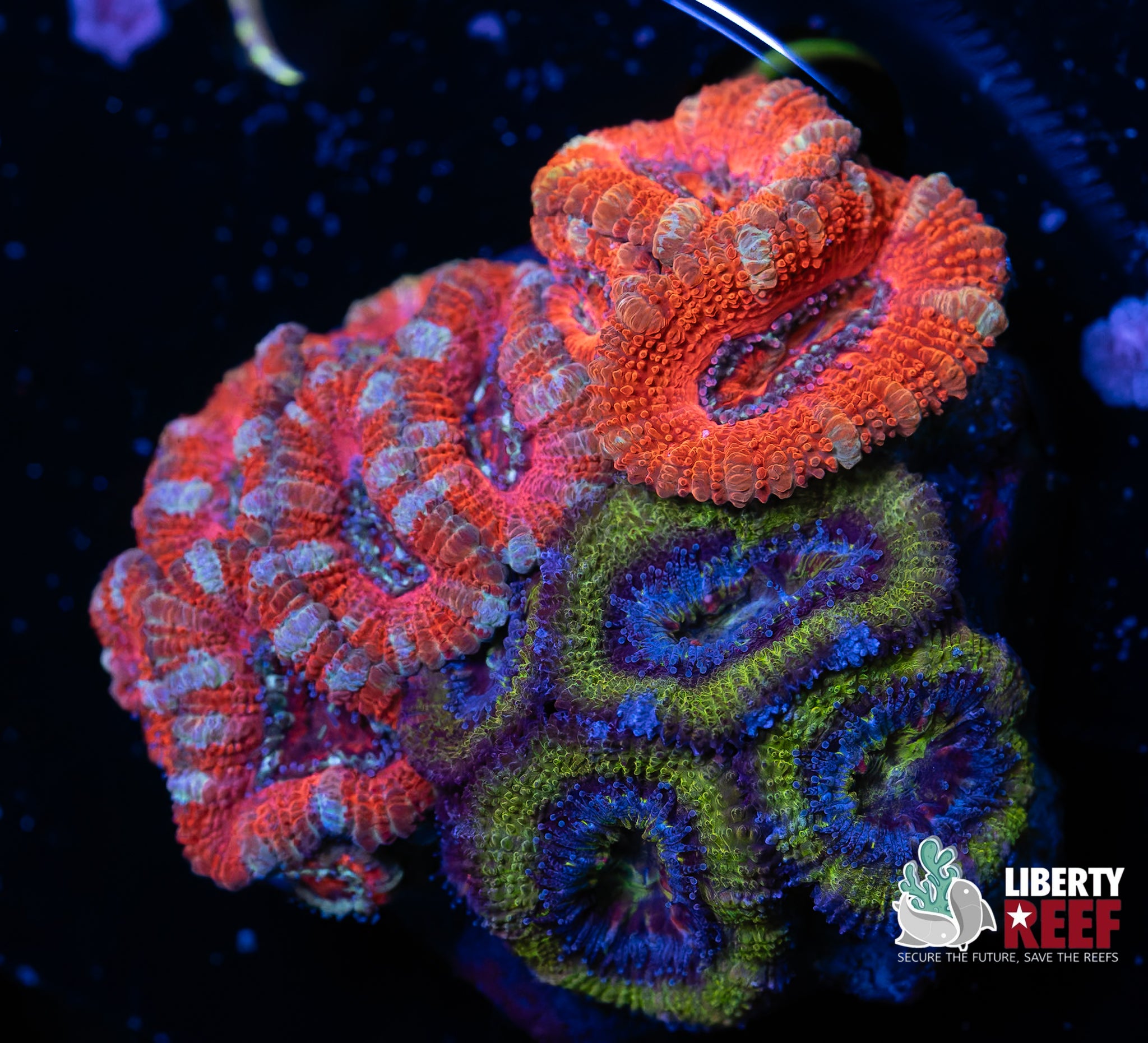 Triple Acan Garden
