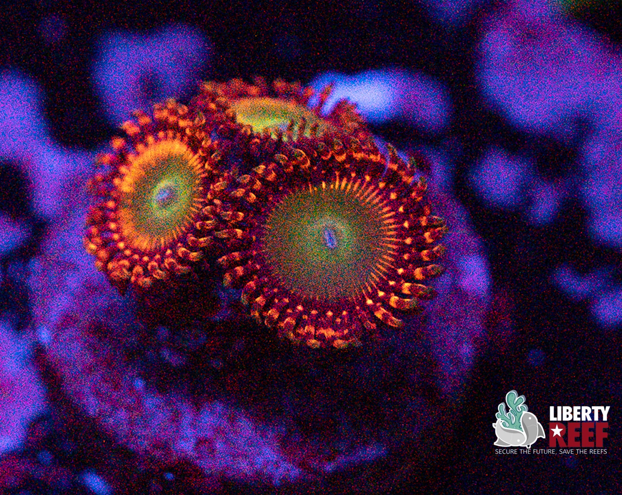 Candy Apple Red Zoas