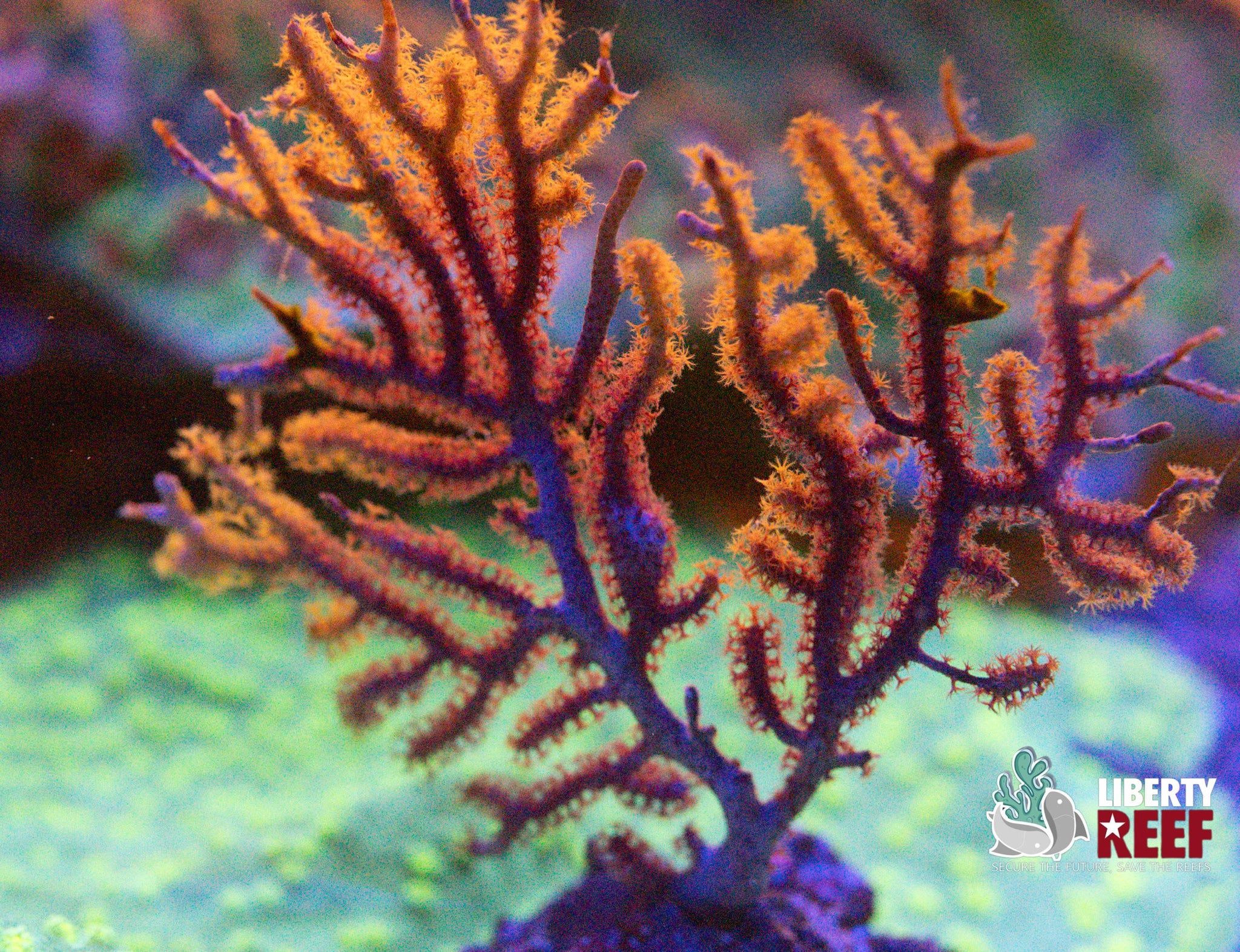 Chameleon Sea Fan