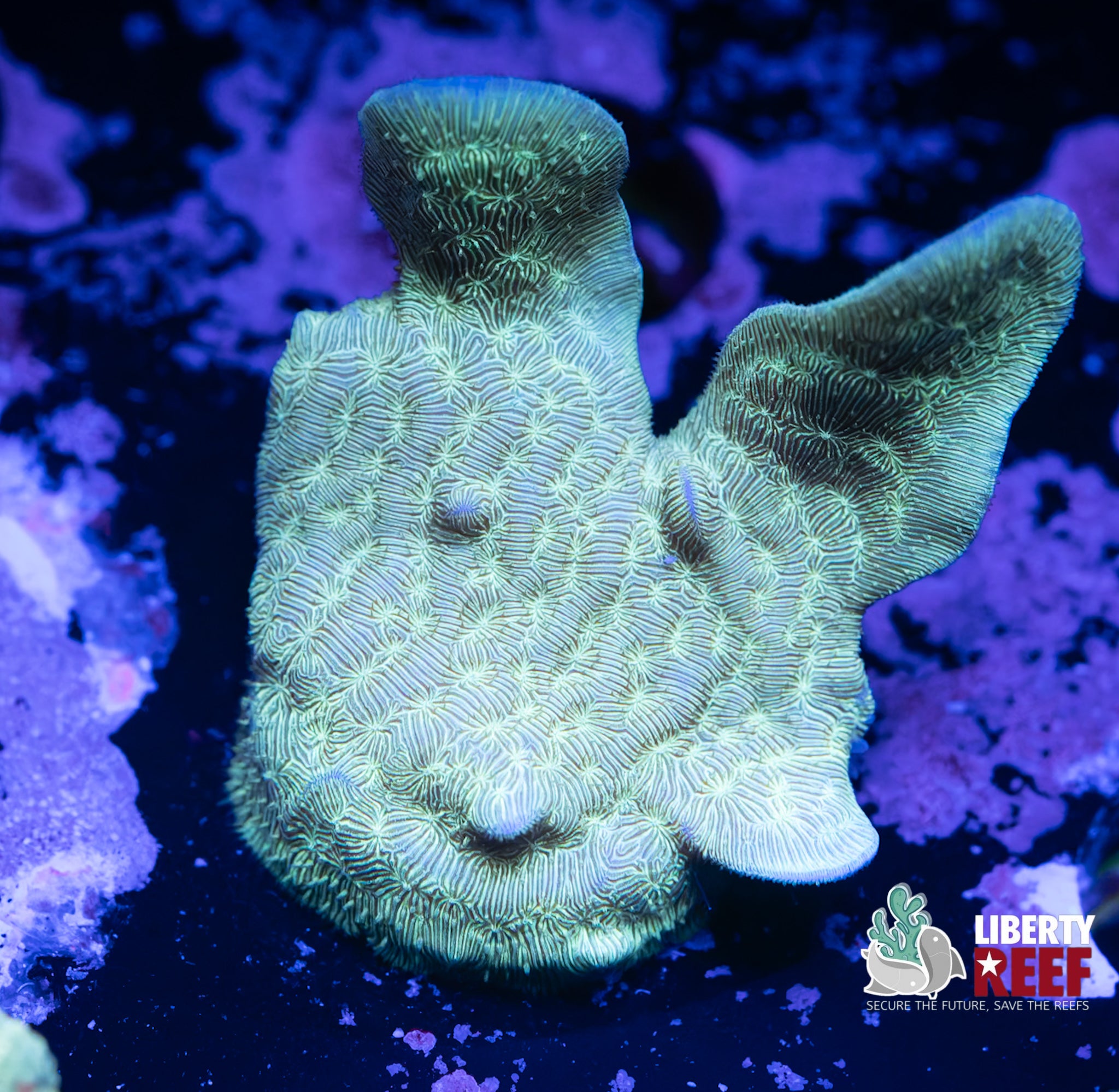 Mint Green Branching Leptastrea
