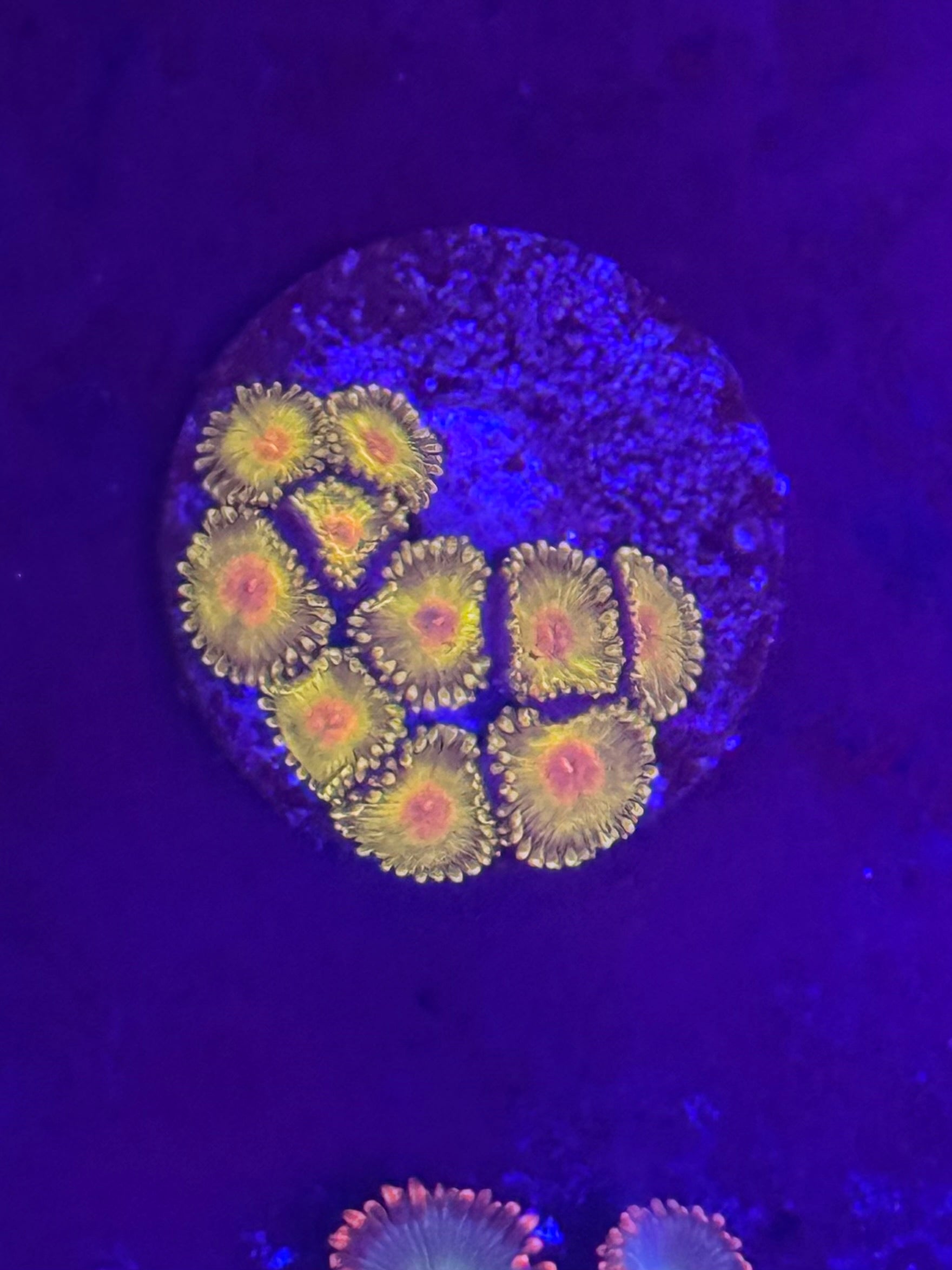 WWC Golden God Zoas (High End)