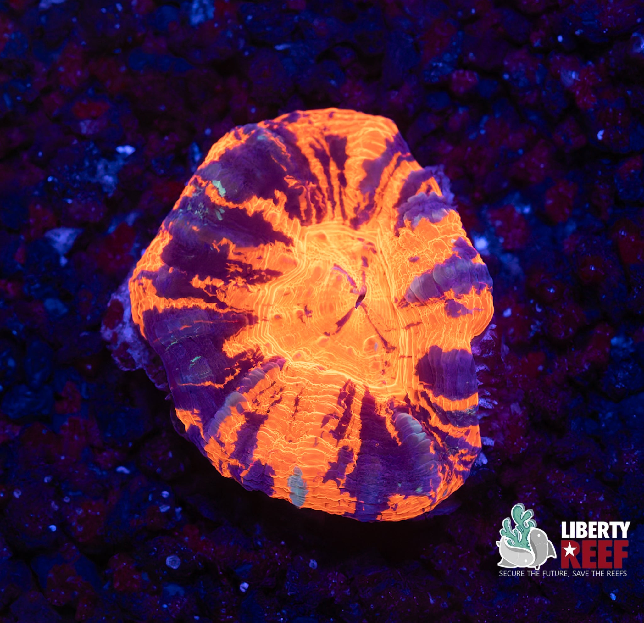 Ultra Warpaint Scoly (Small)