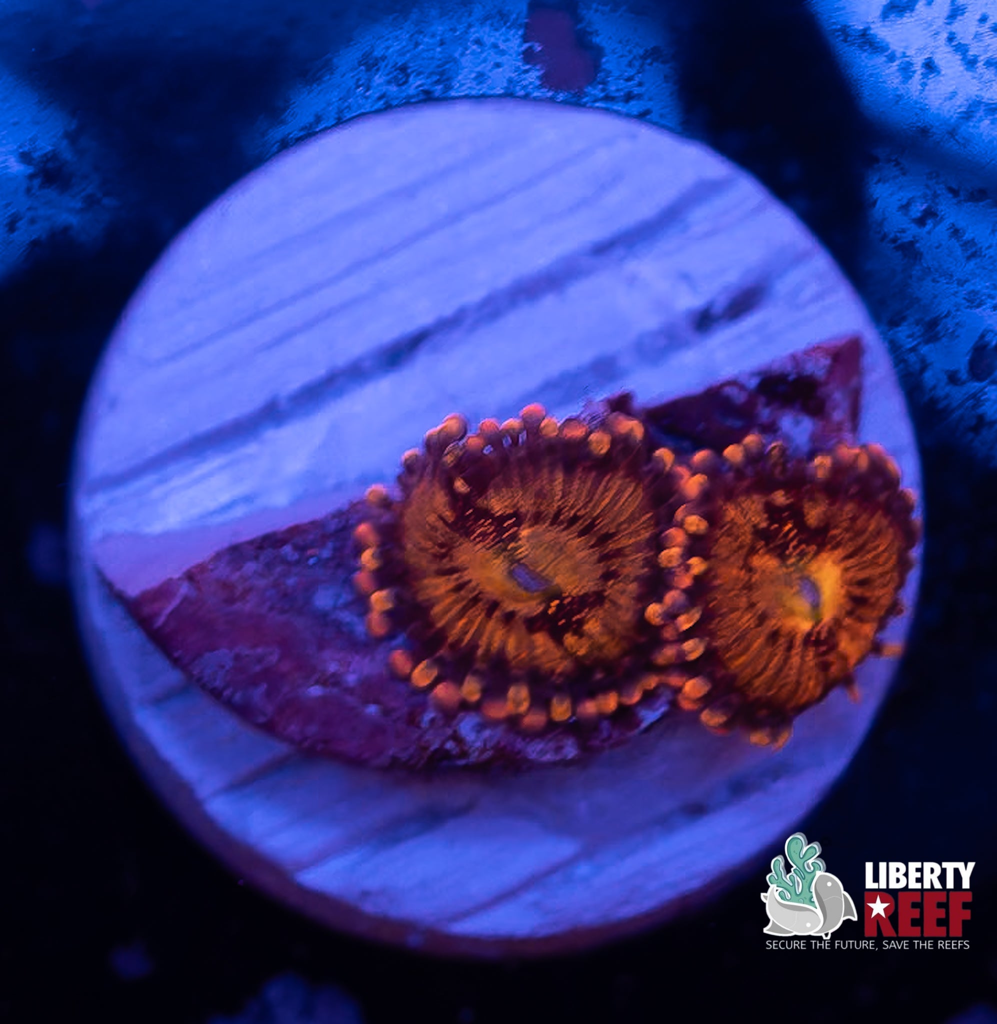 Halle Berry Zoas