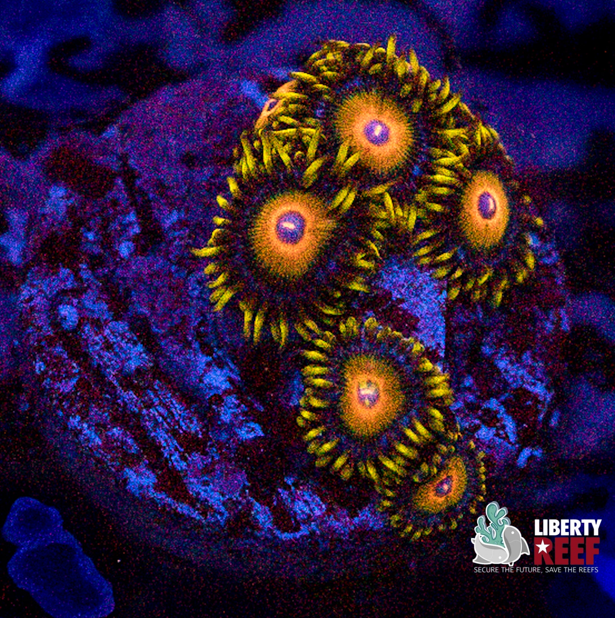 Scrambled Eggs Zoas