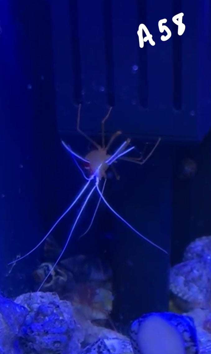 Jaron Bussard 10/25 Facebook Live Auction