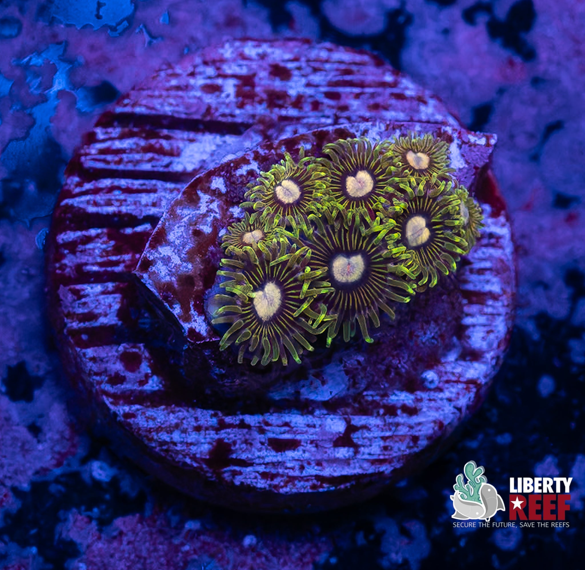 Tweety Bird Zoas