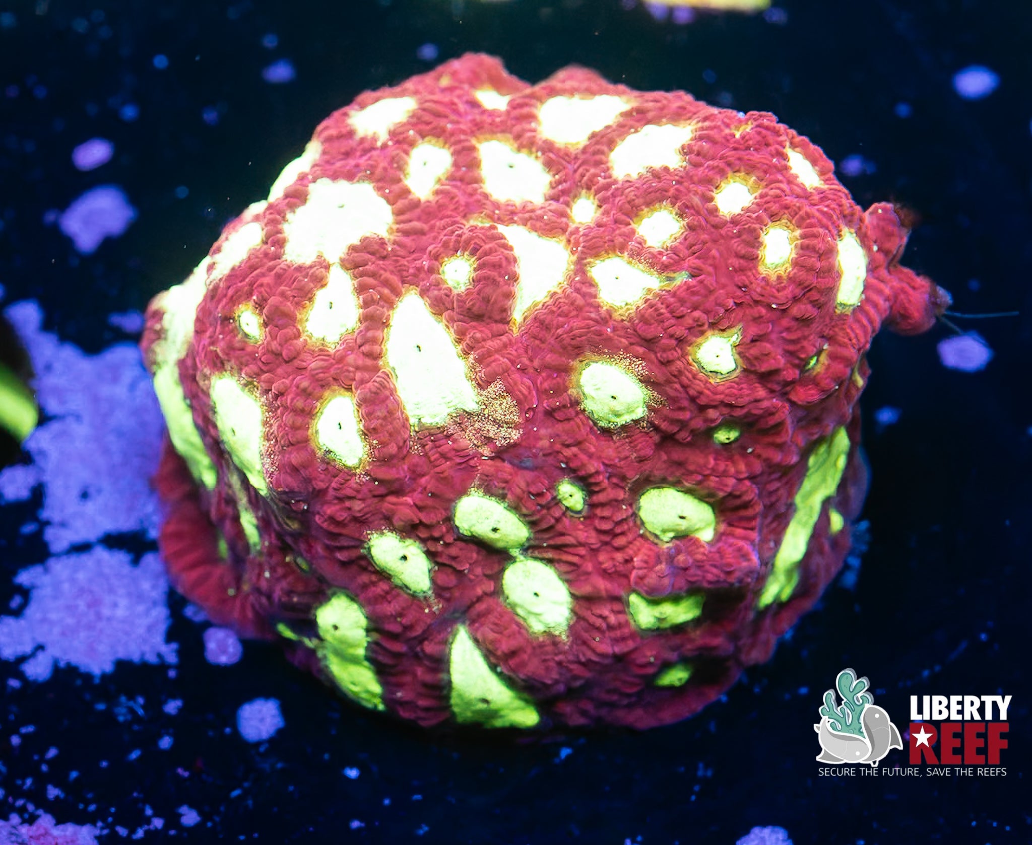 Aquacultured Crazy Bright Favia