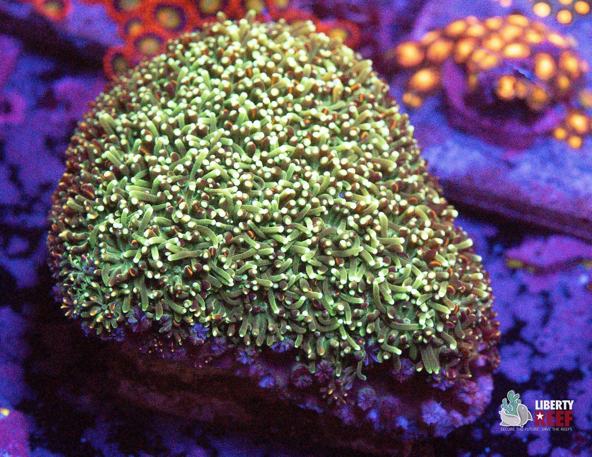 10/31 Online Auction