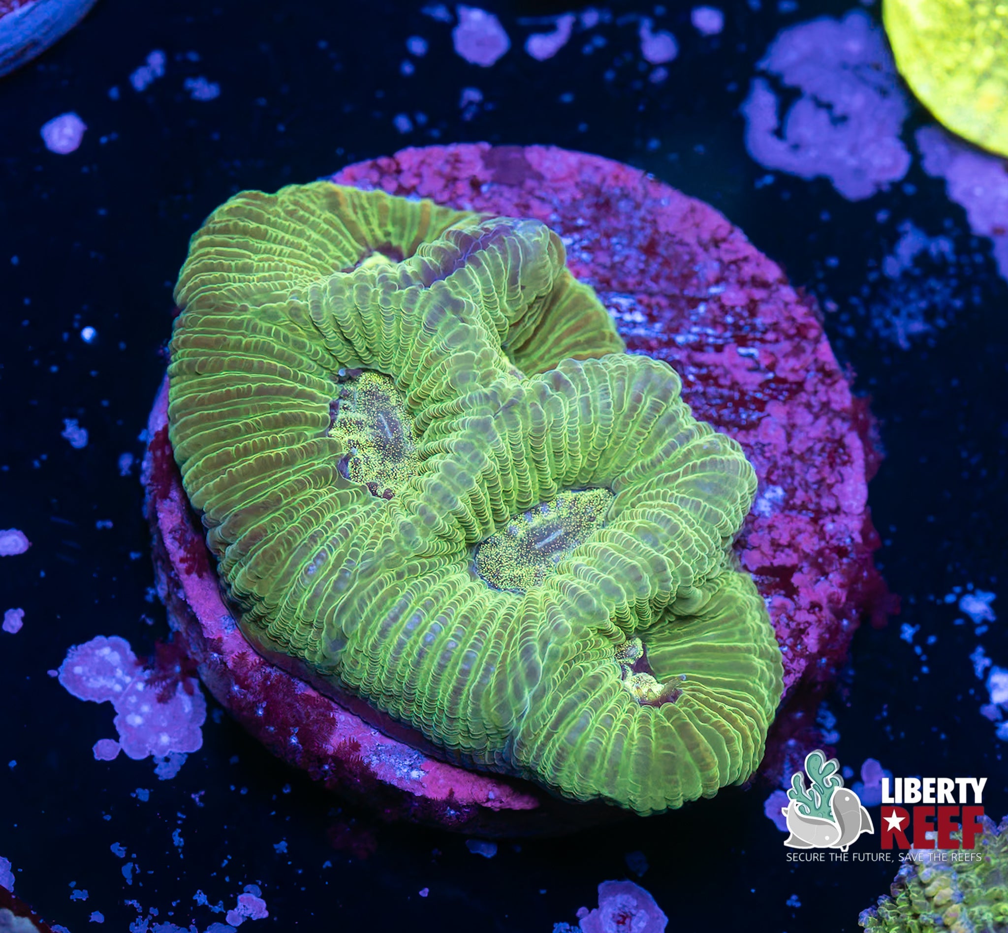 Mean Green Favia