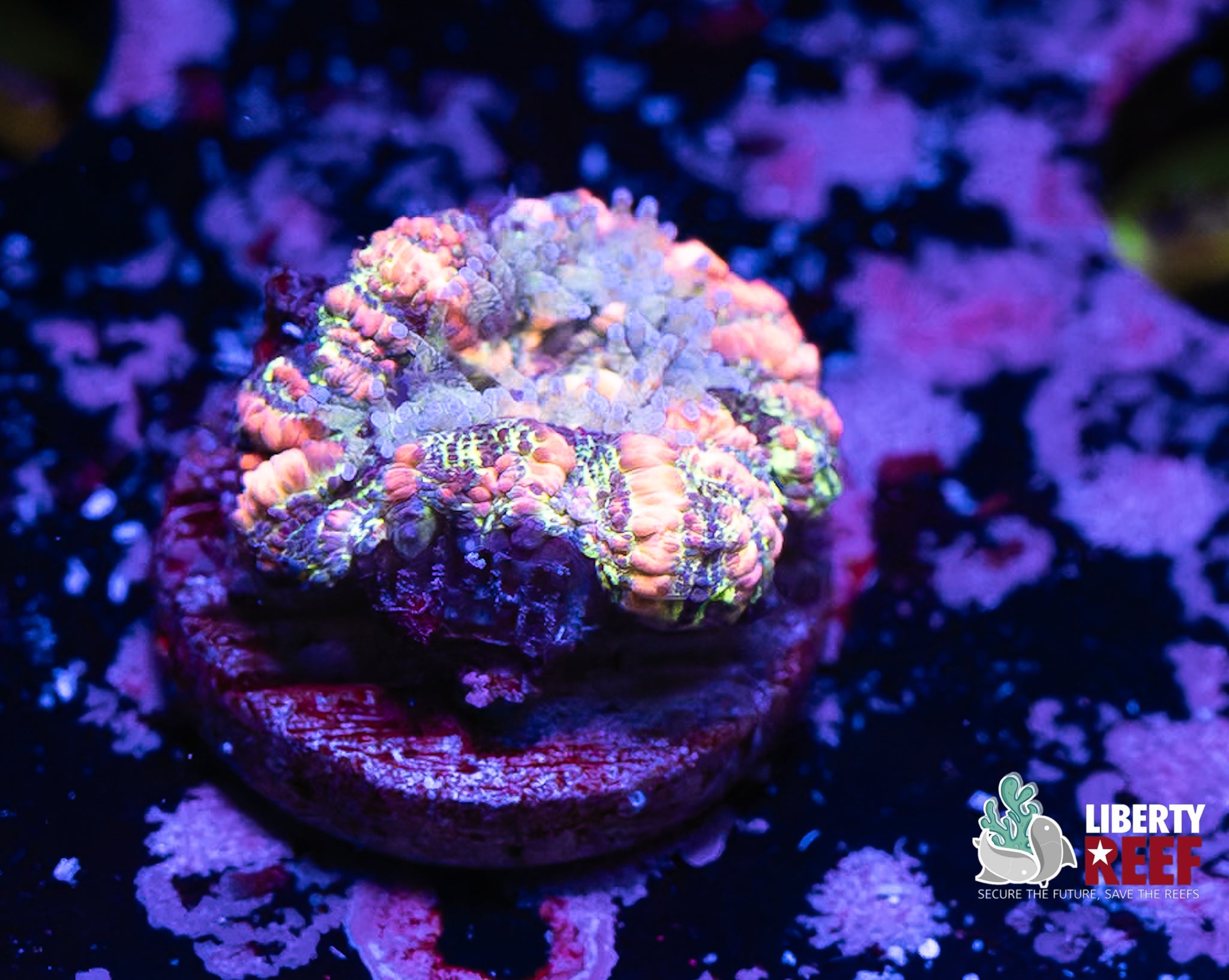 Orange Striped Button Scoly