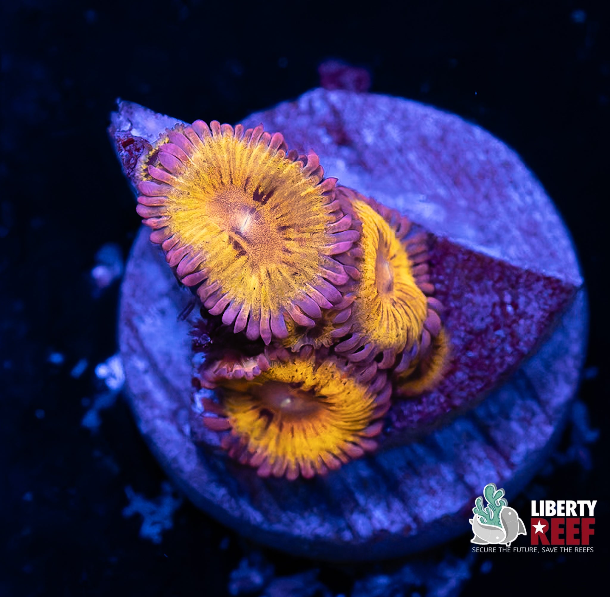 Stratocaster Zoas