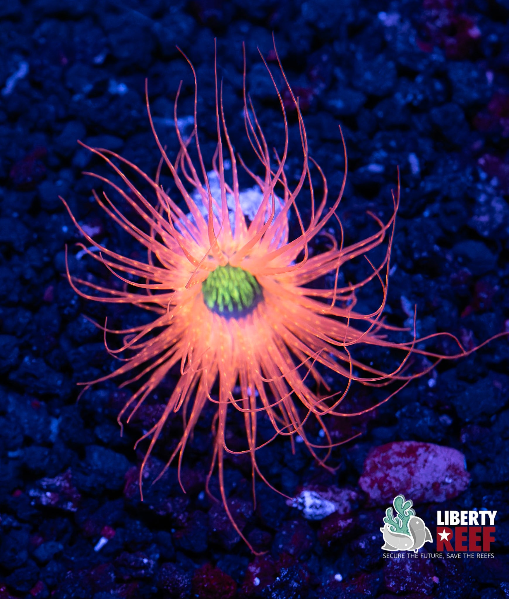 Insane Sunburst Tube Anemone