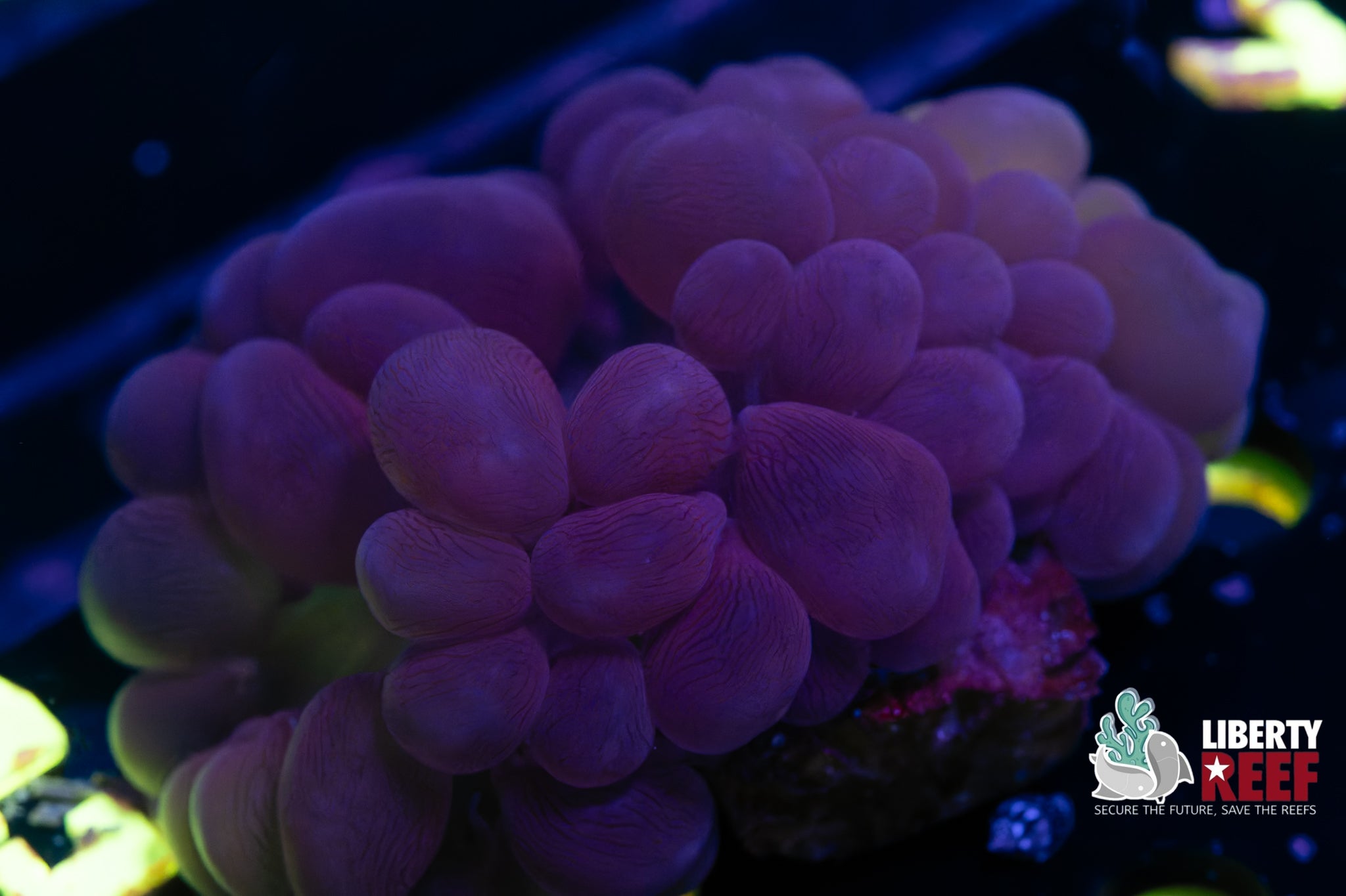 Purple Bubble Coral (Large)
