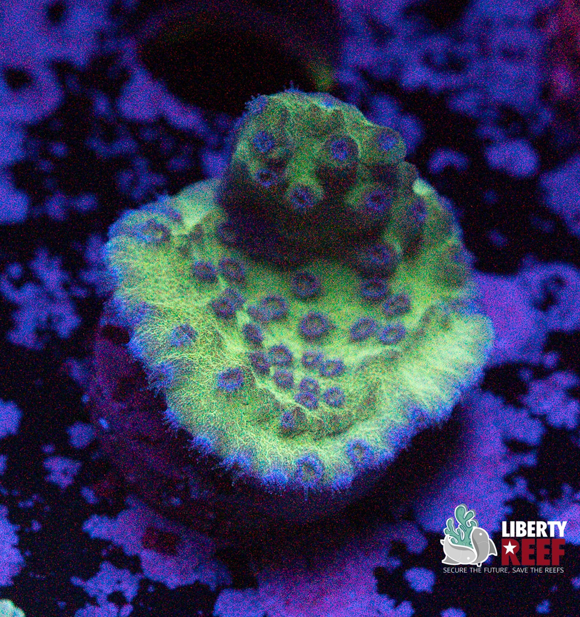 Blue Lagoon Cyphastrea