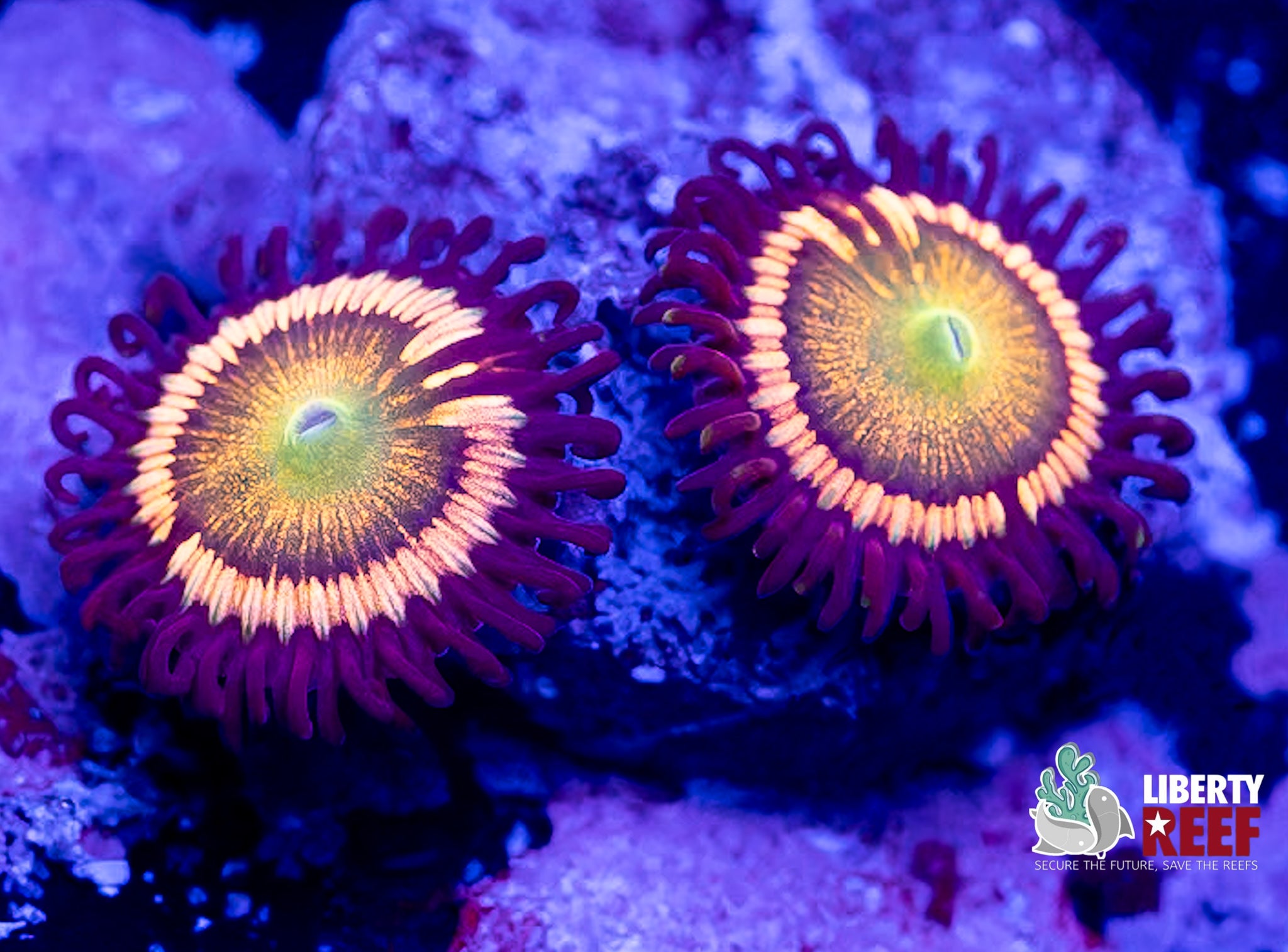 Rainbow Infusion Zoas
