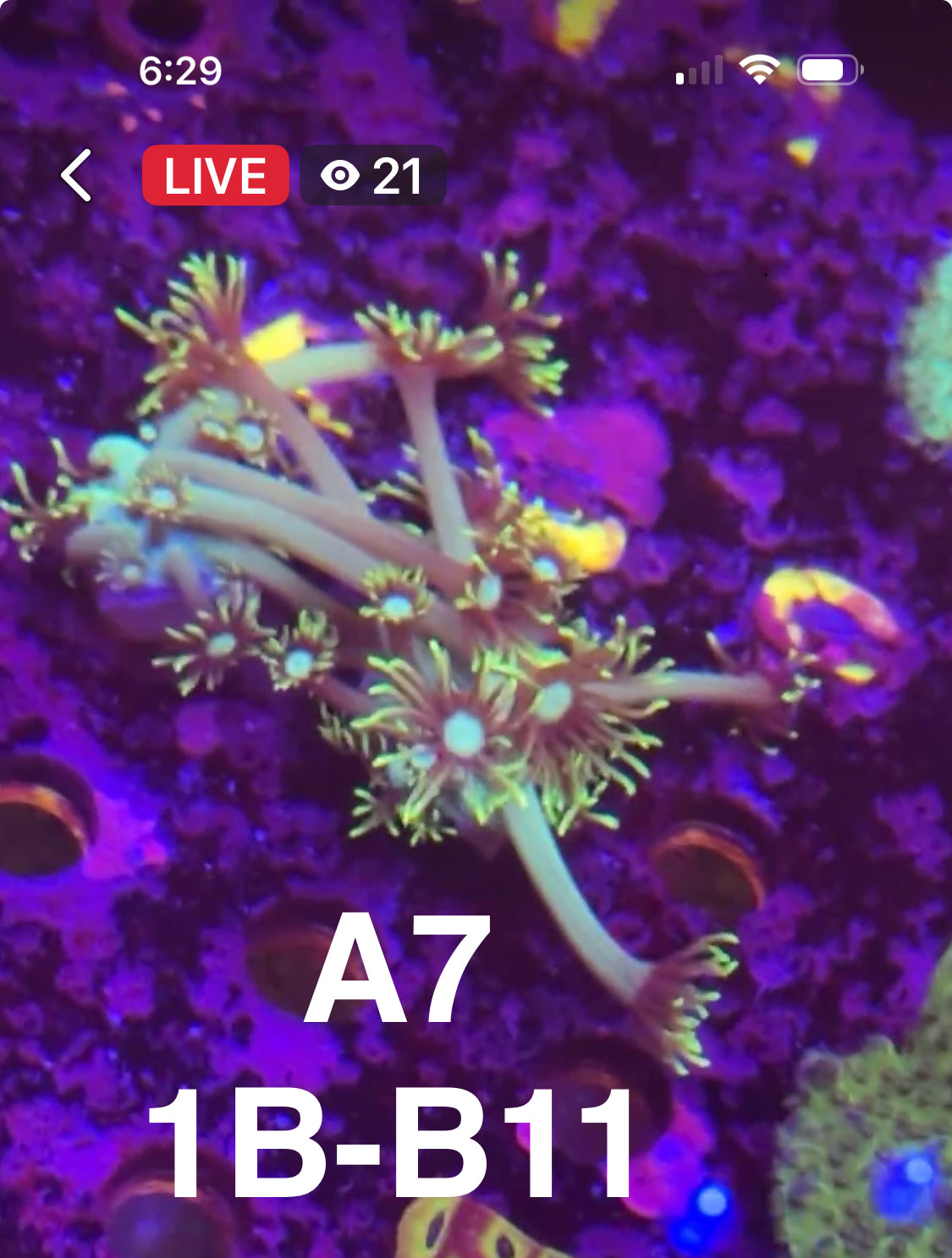 9/13 Facebook Live Auction