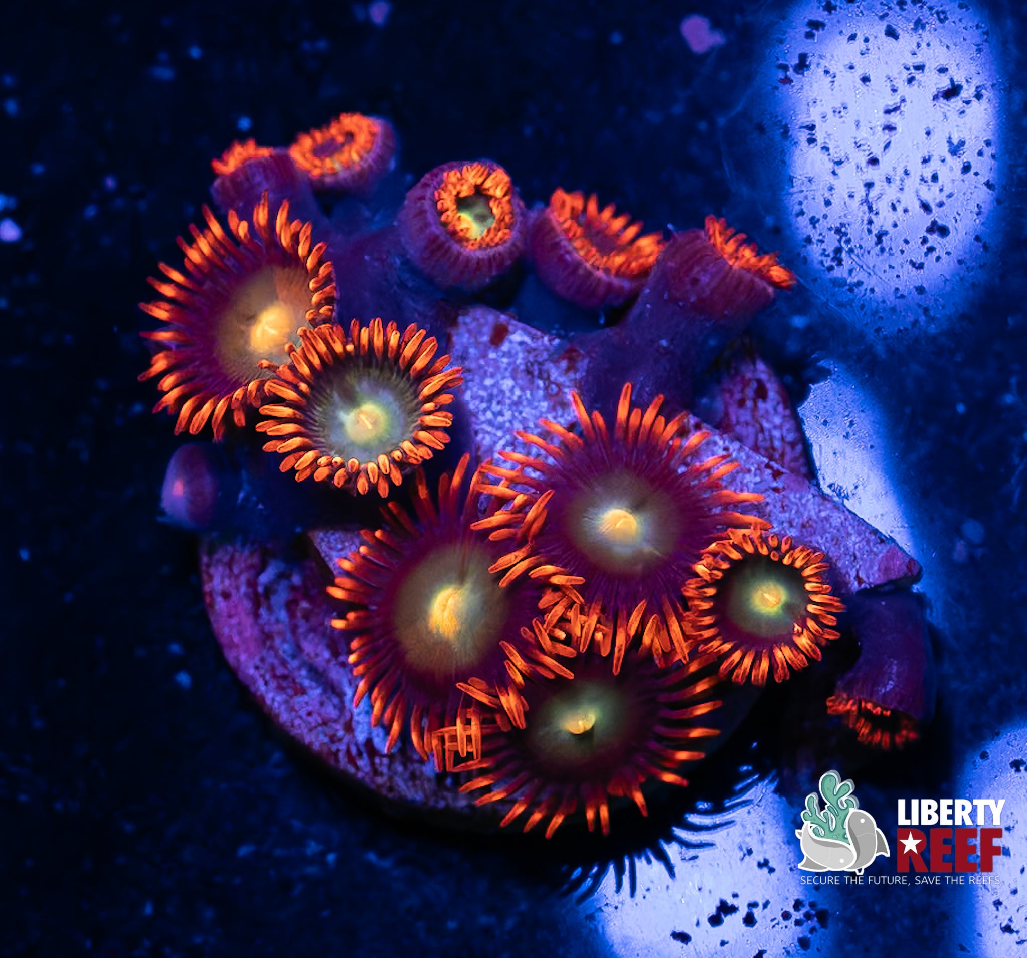 Punk Rocker Zoas