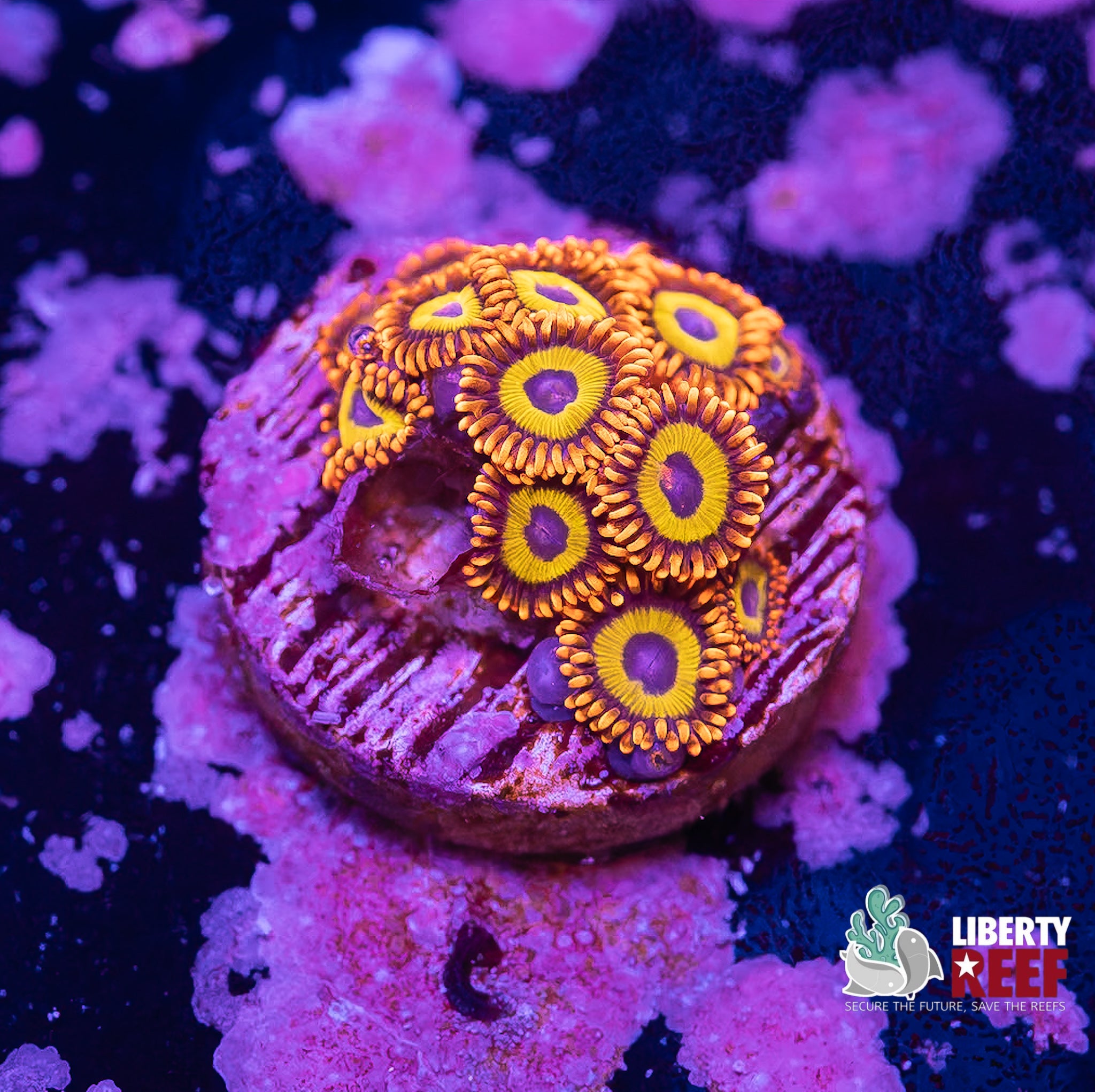 Juicy Fruit Zoas