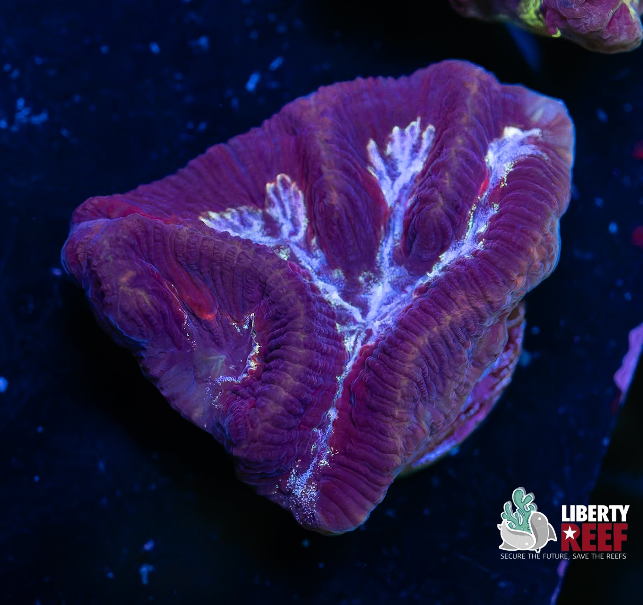 Purple Haze Maze Coral