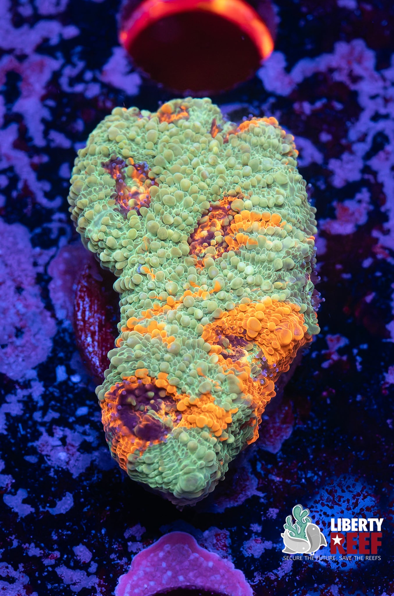 Ultra Acan Enchinata