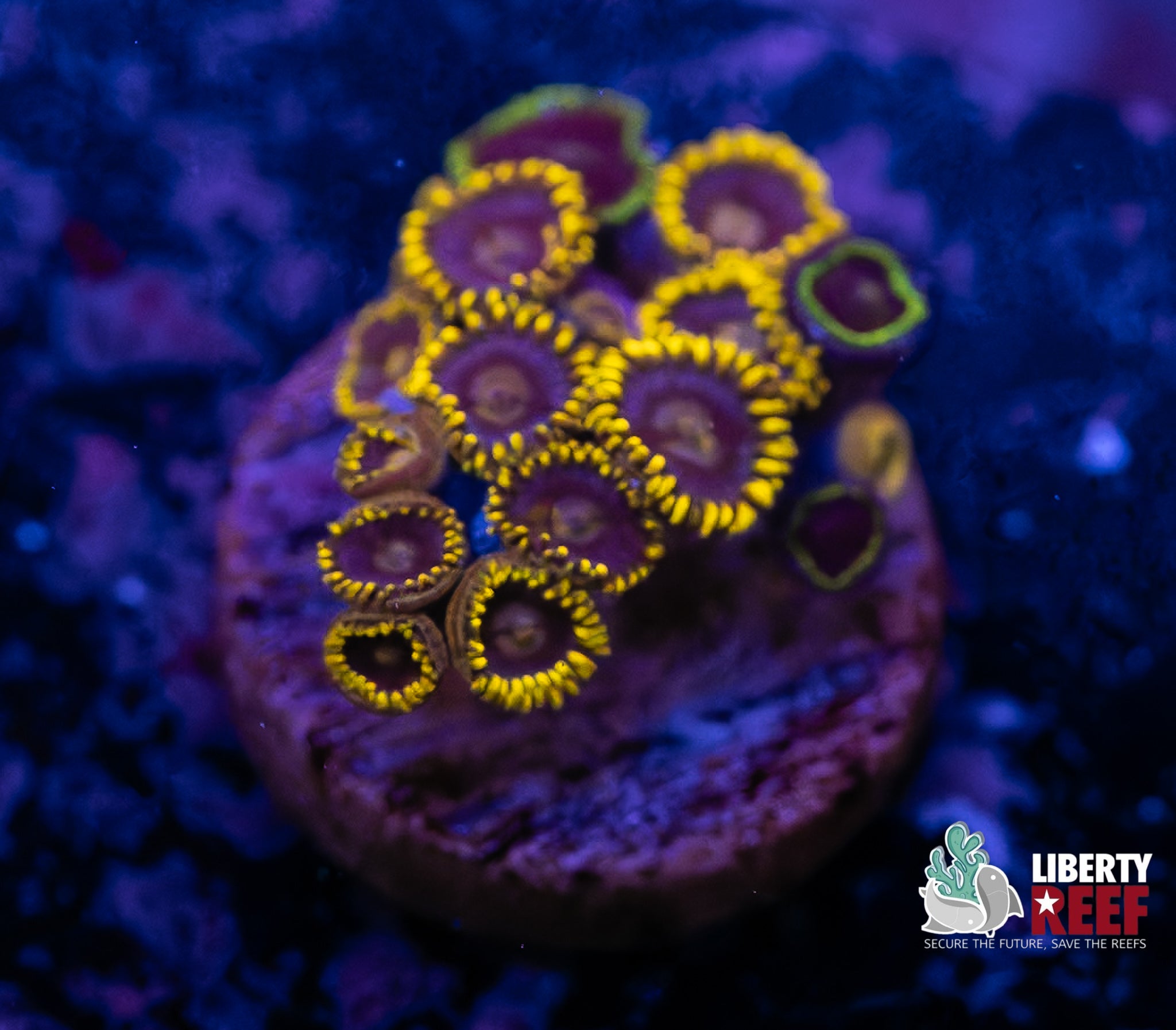 Blueberry Fields Zoas