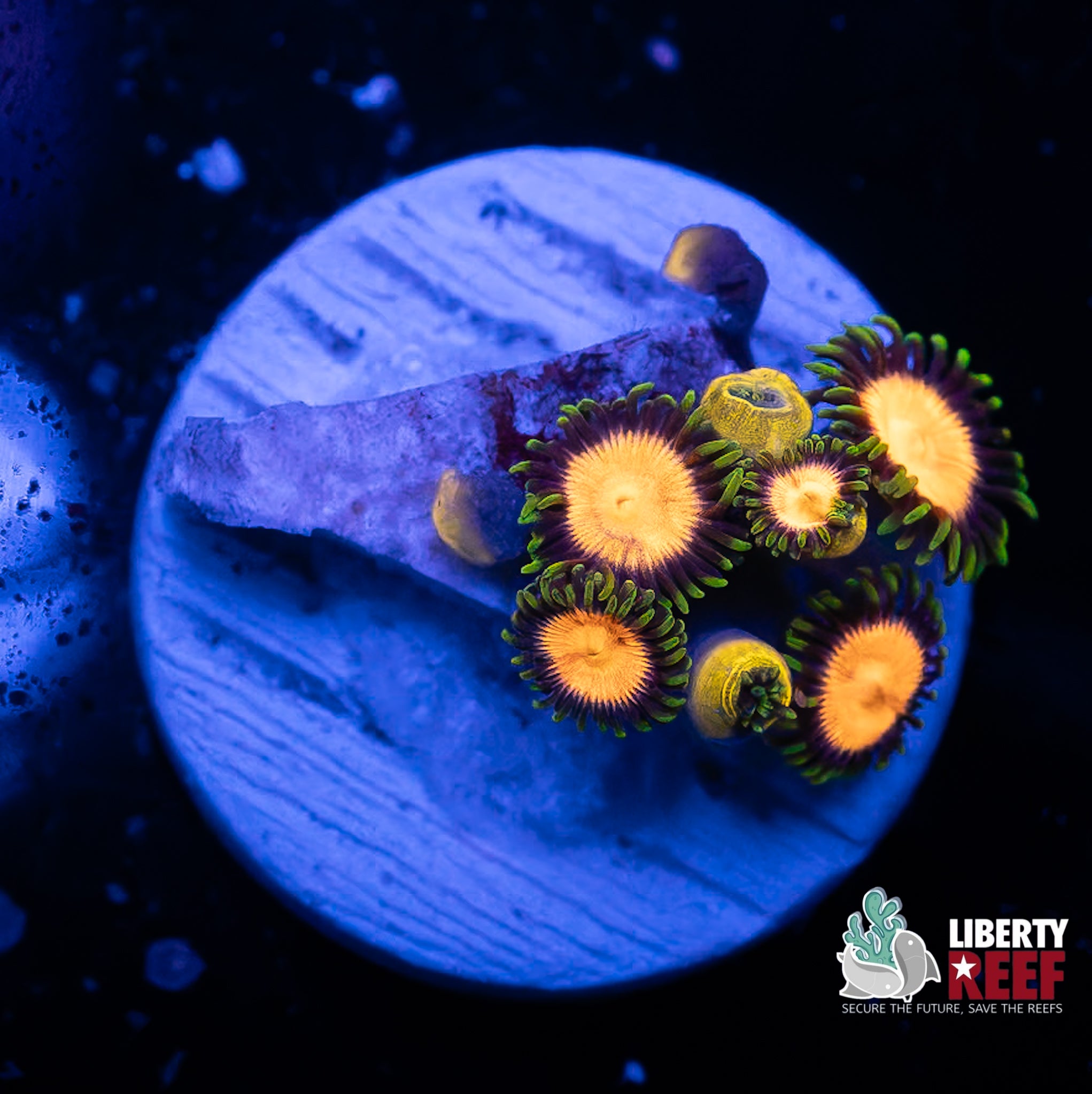 Green Mandarin Zoas