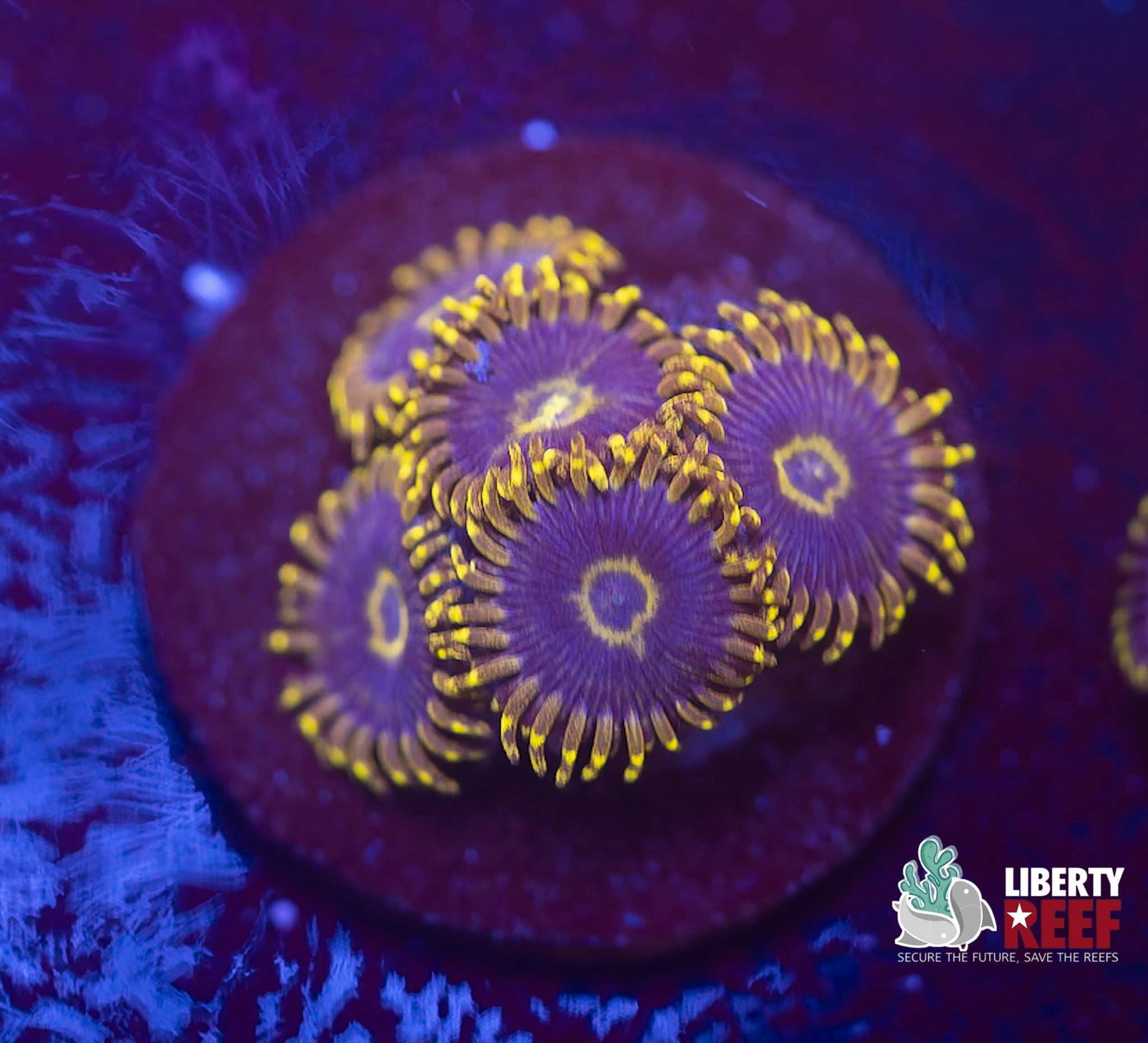 Yellow Hornet Zoas