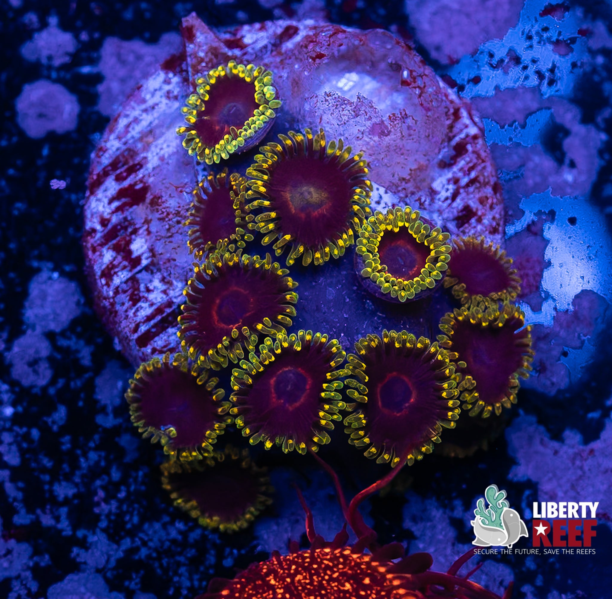 WWC Purple Heart Zoas