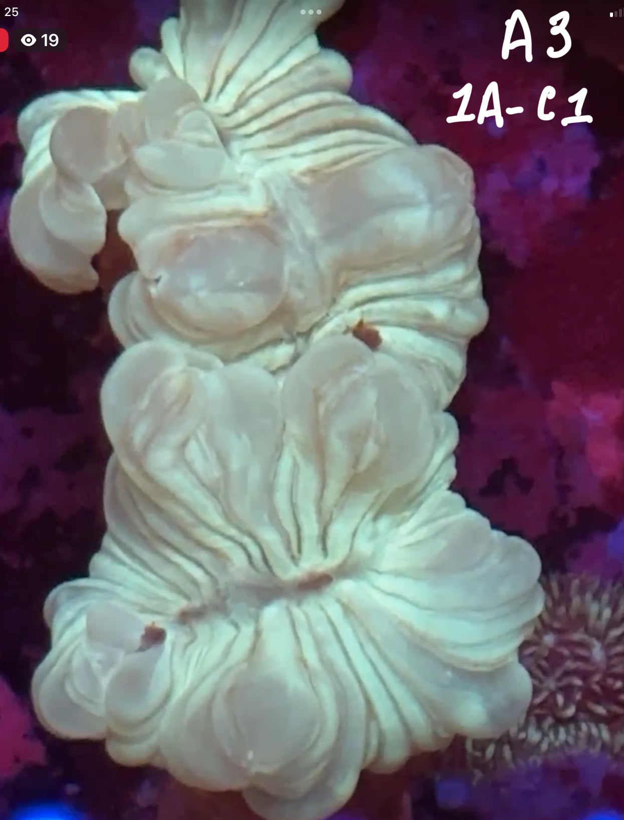 Kelsi Hohensee 10/25 Facebook Live Auction