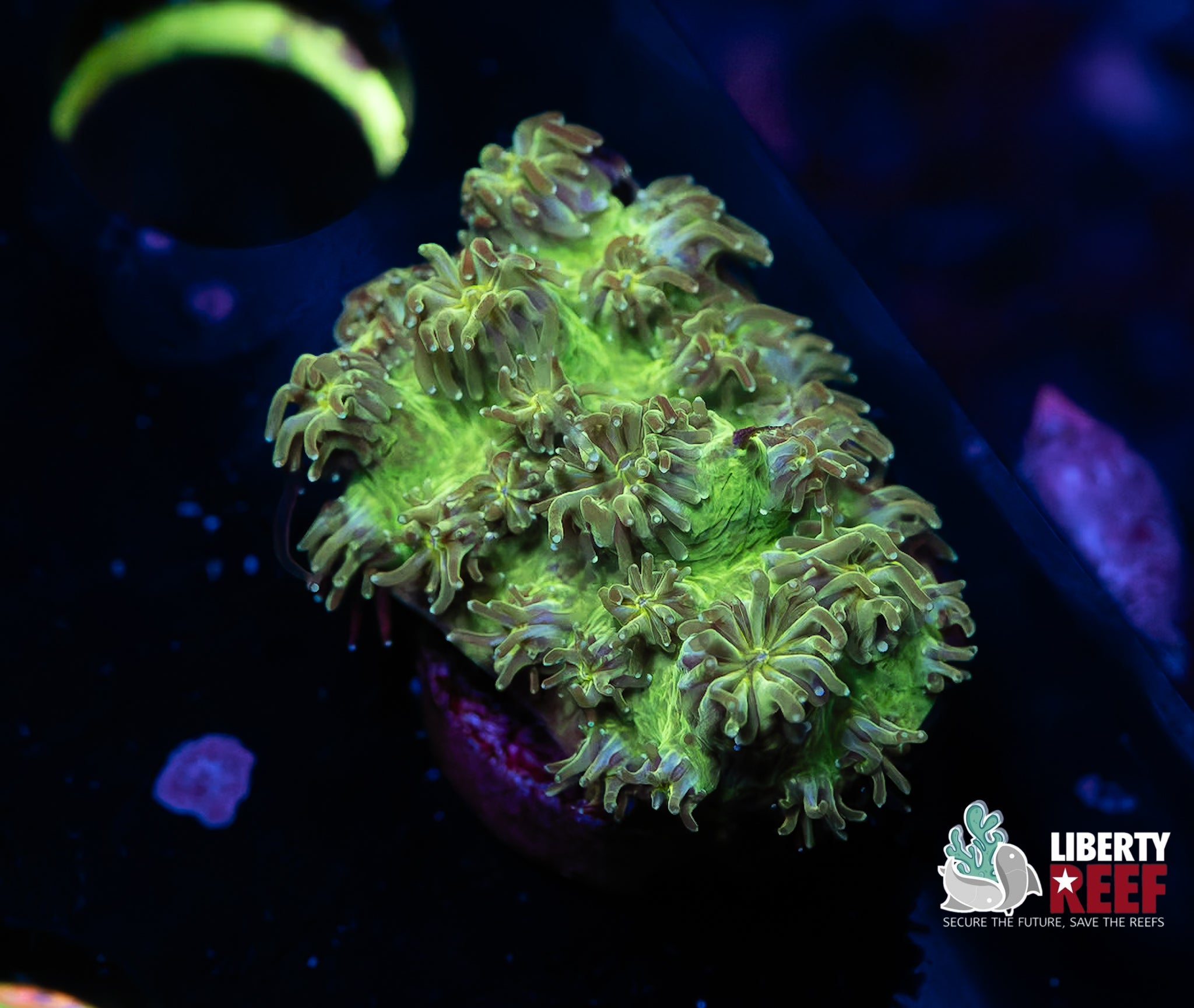 Lemon Lime Galaxea