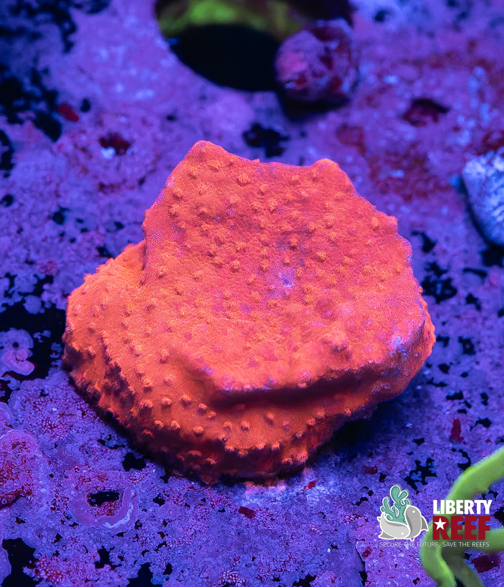 Encrusting Strawberry Montipora