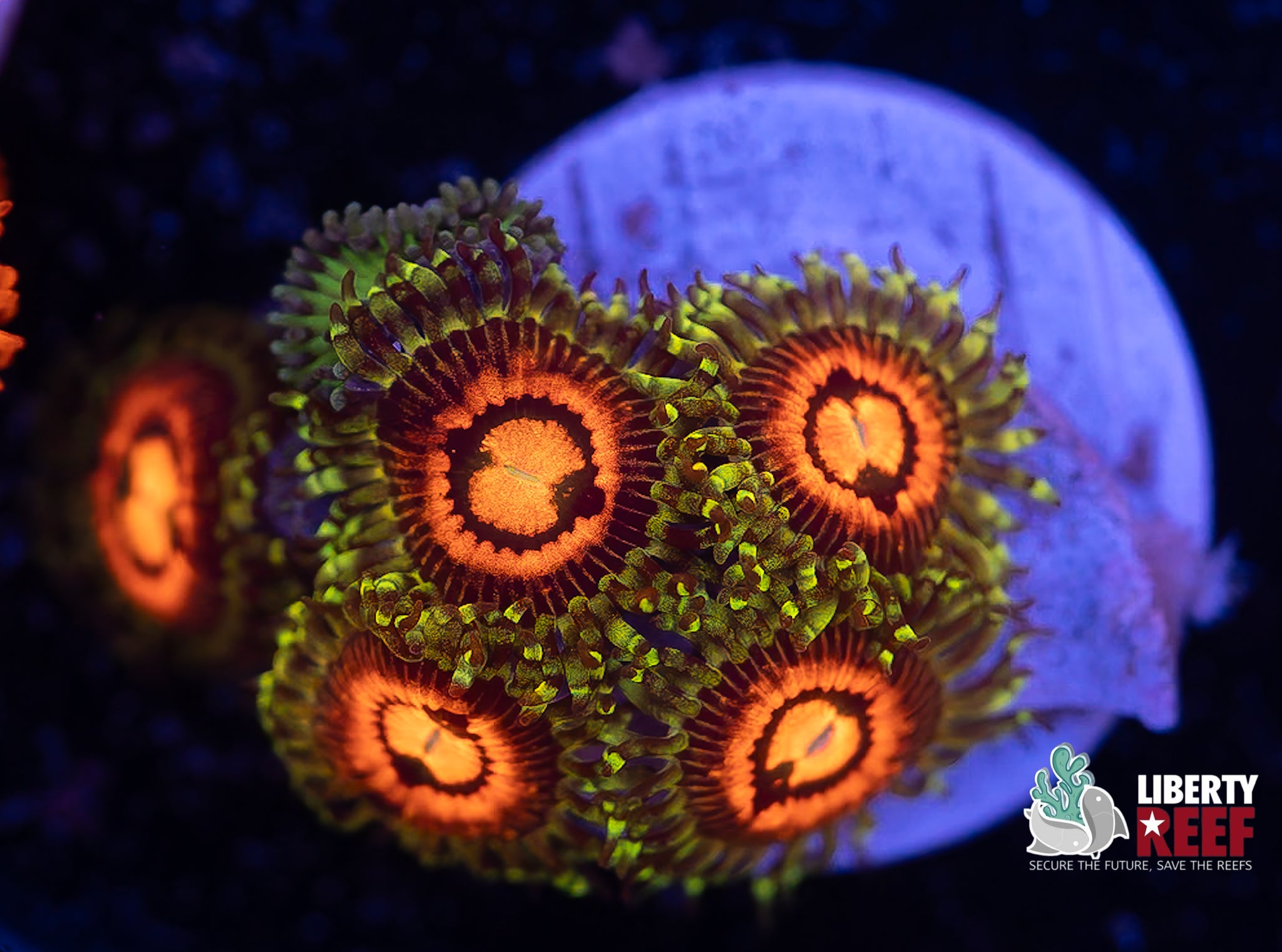 Rainbow Incinerator Zoas