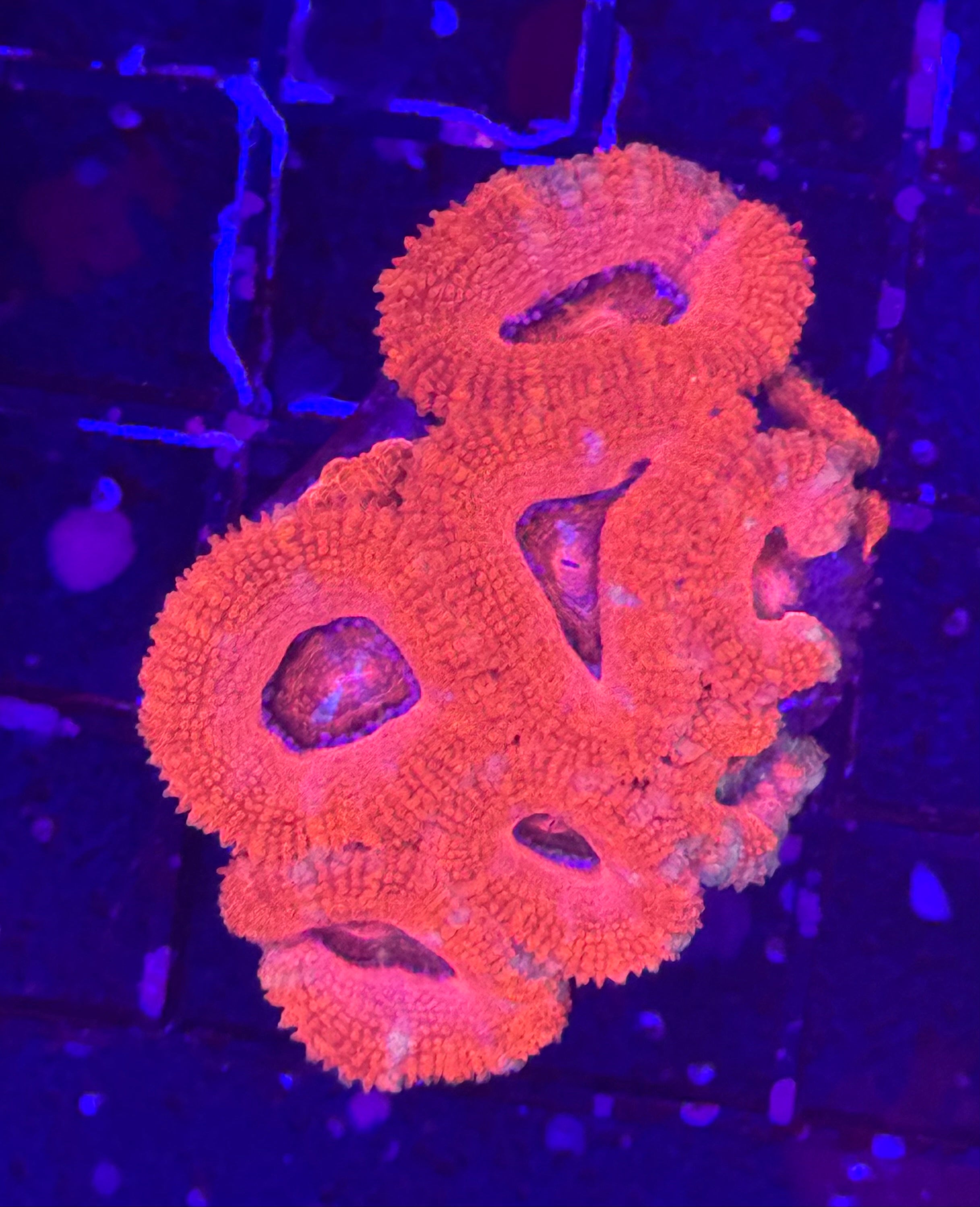 Acan Mini Colony 2 Pack