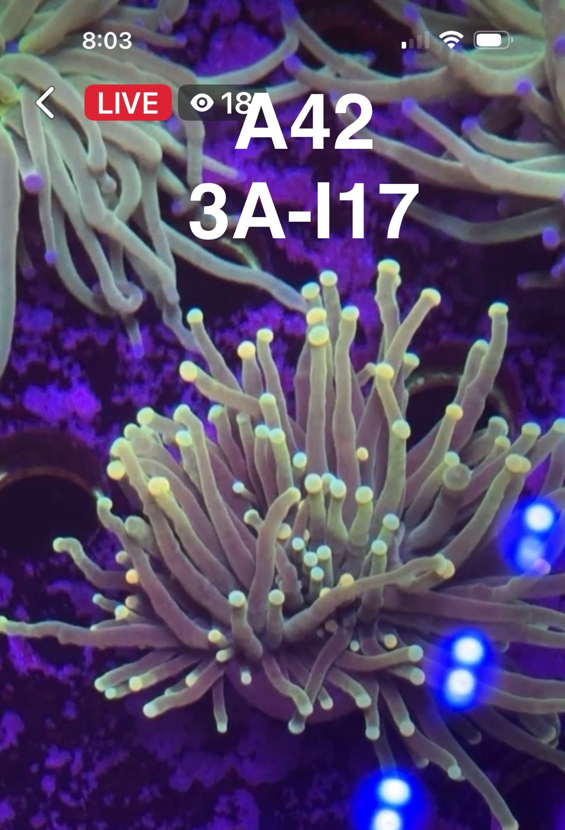 9/6 Facebook Live Auction