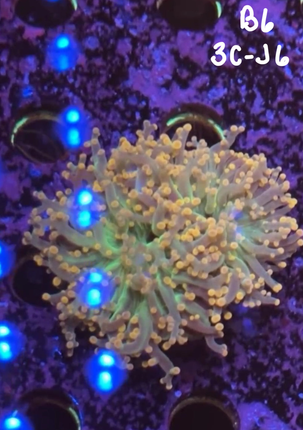 Kevin Reid 10/25 Facebook Live Auction