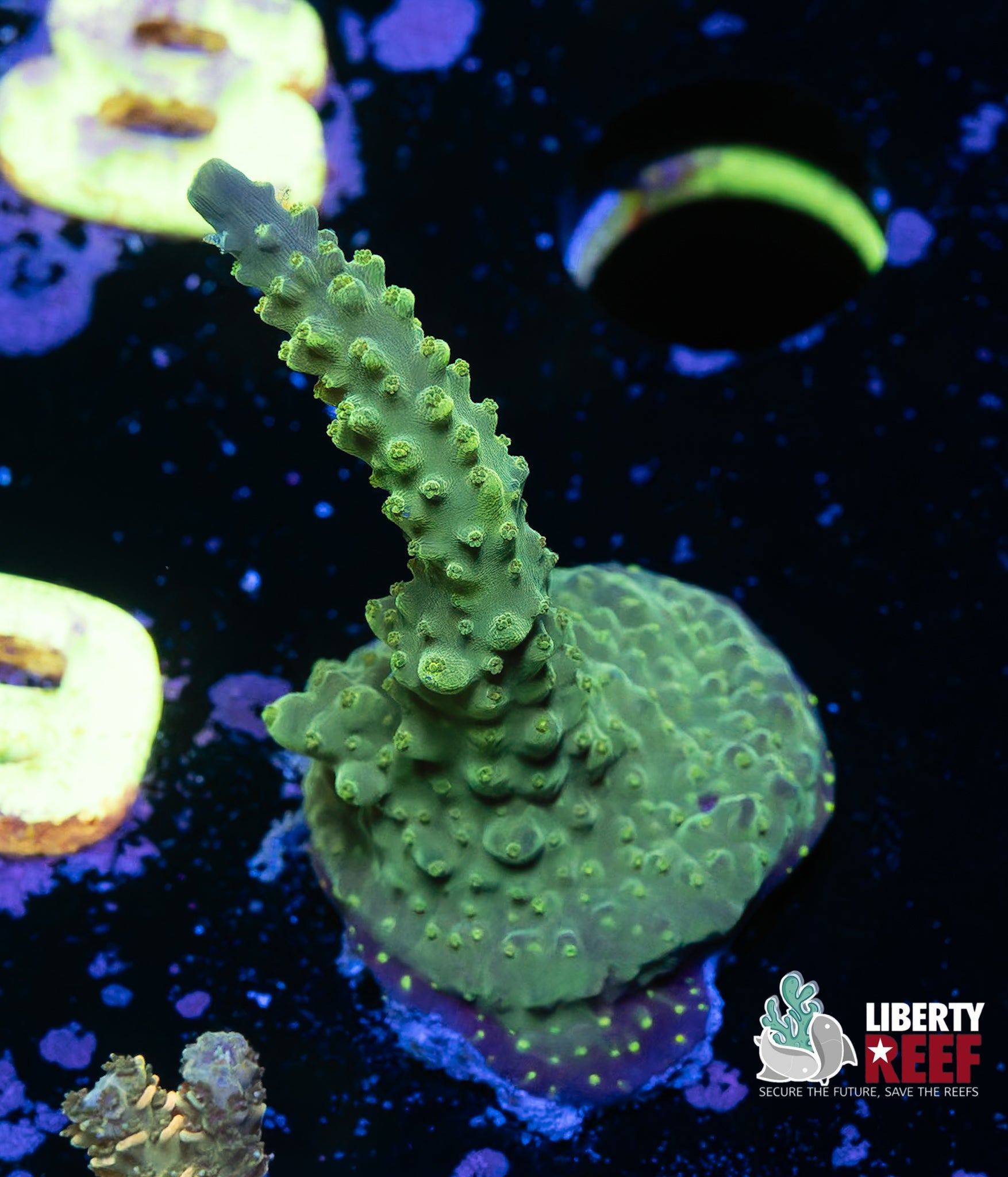Aquacultured Green Goblin Acro