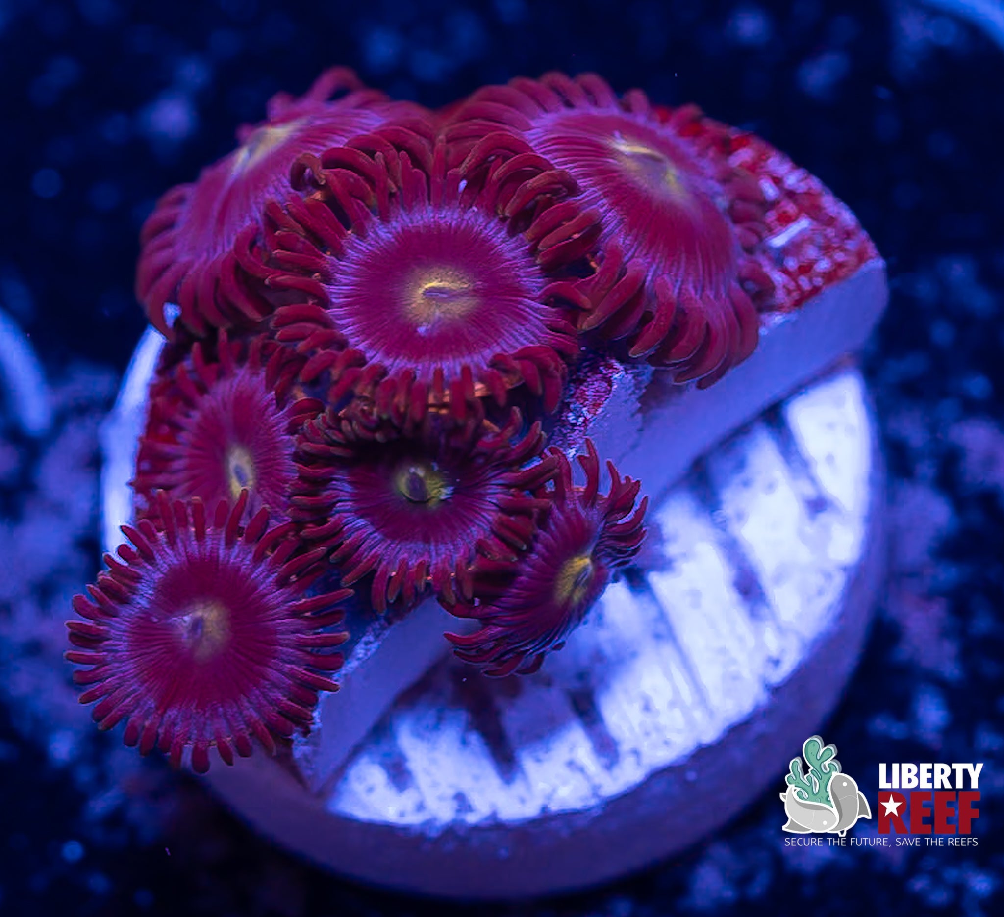 Cookie Monster Zoas