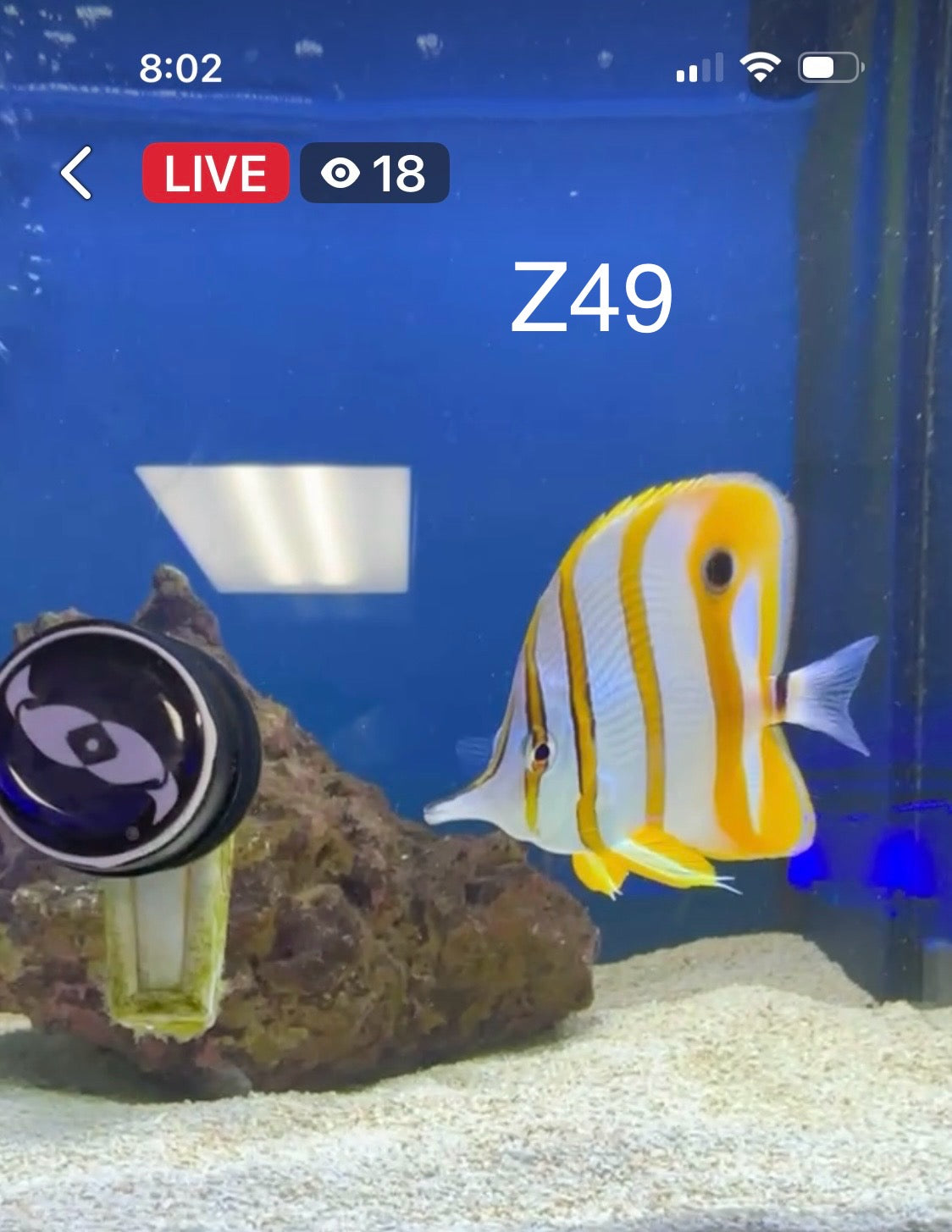 (Copy) 7/26 Facebook Live Auction