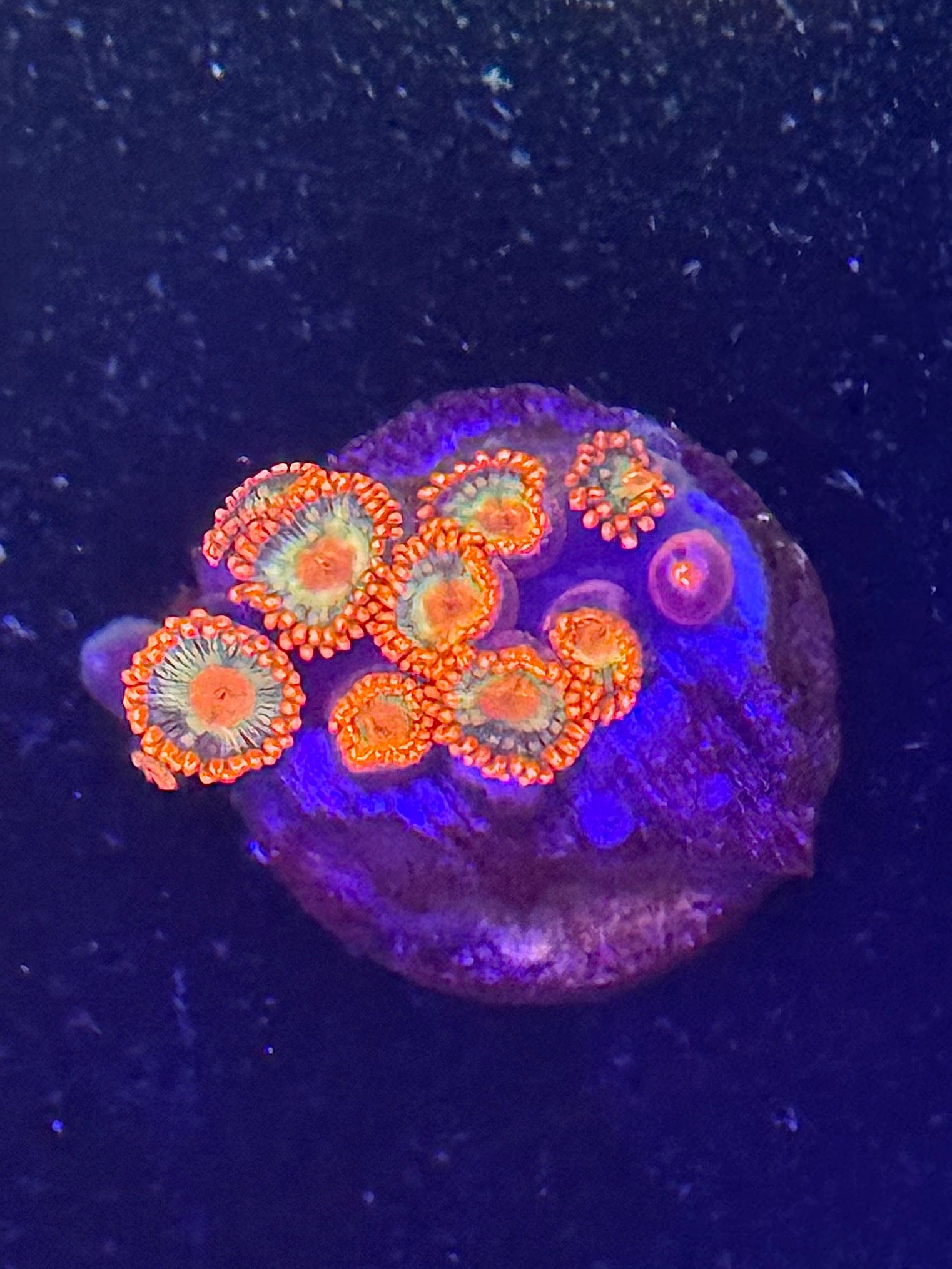 Spitfire Zoas