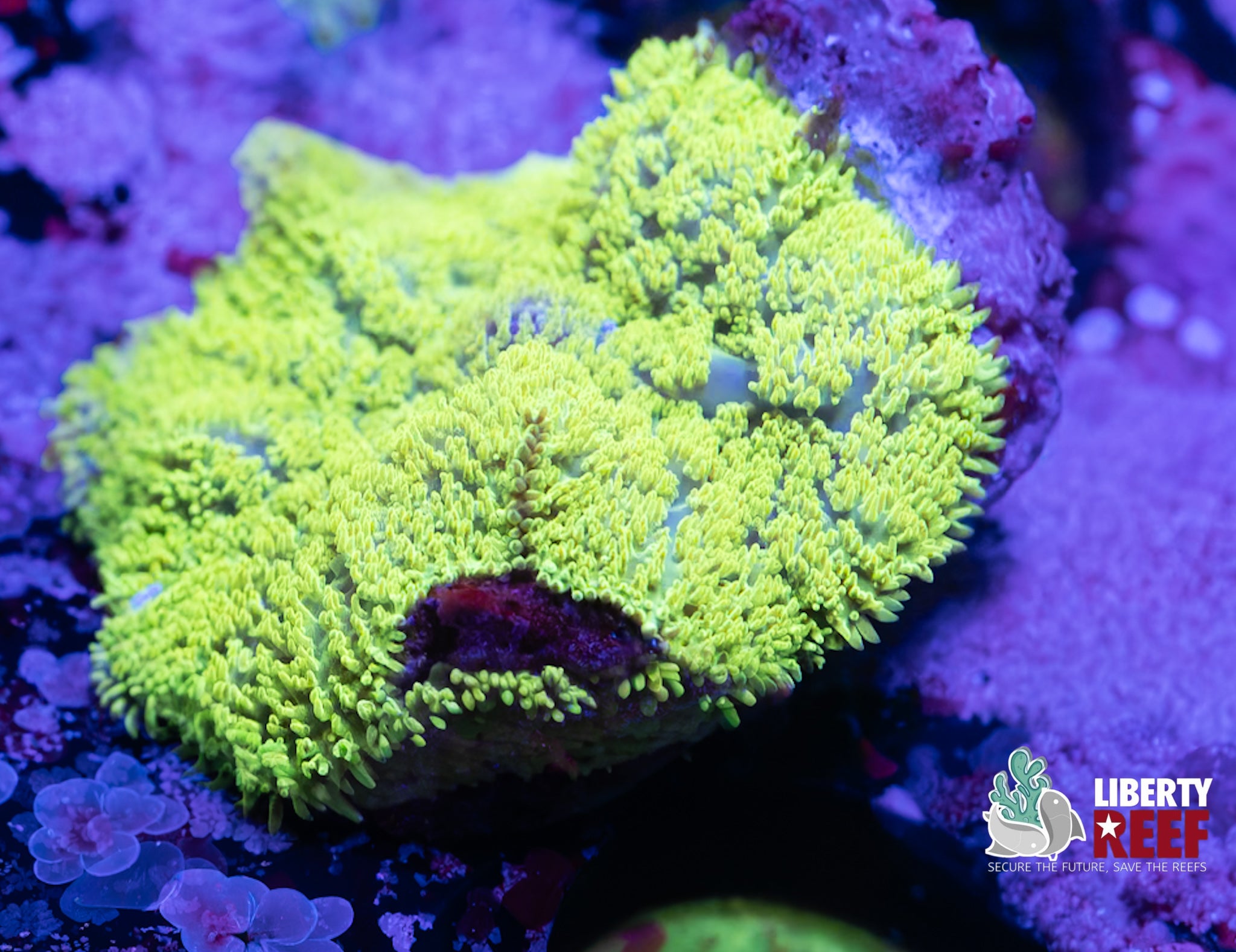 Green Bullseye Mushroom