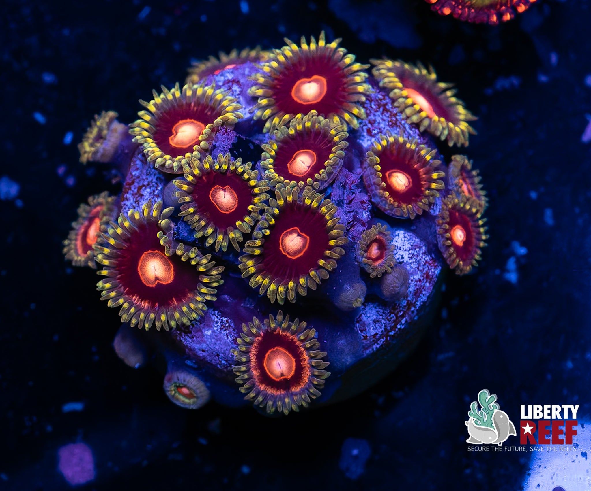 CB King Jawbreaker Hornet Zoas