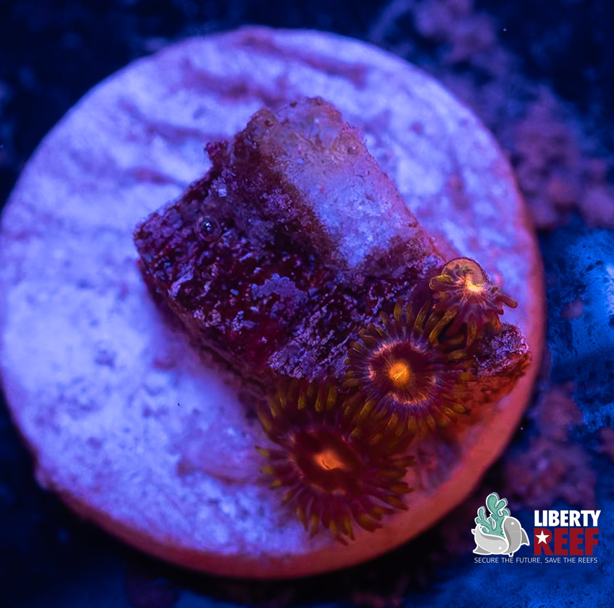 Laser Lemon Zoas