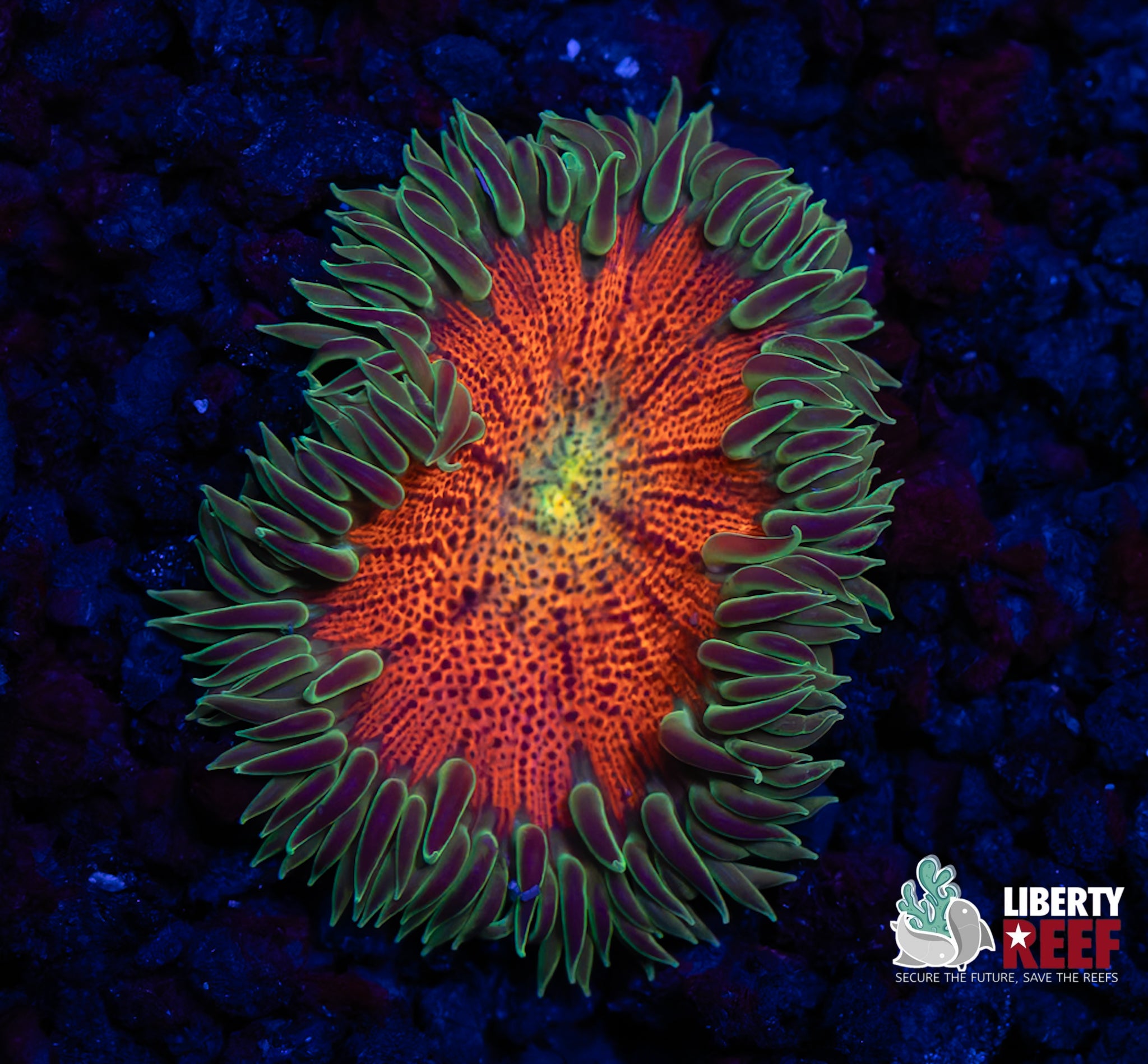 Ultra Oompa Loompa Rock Flower Anemone