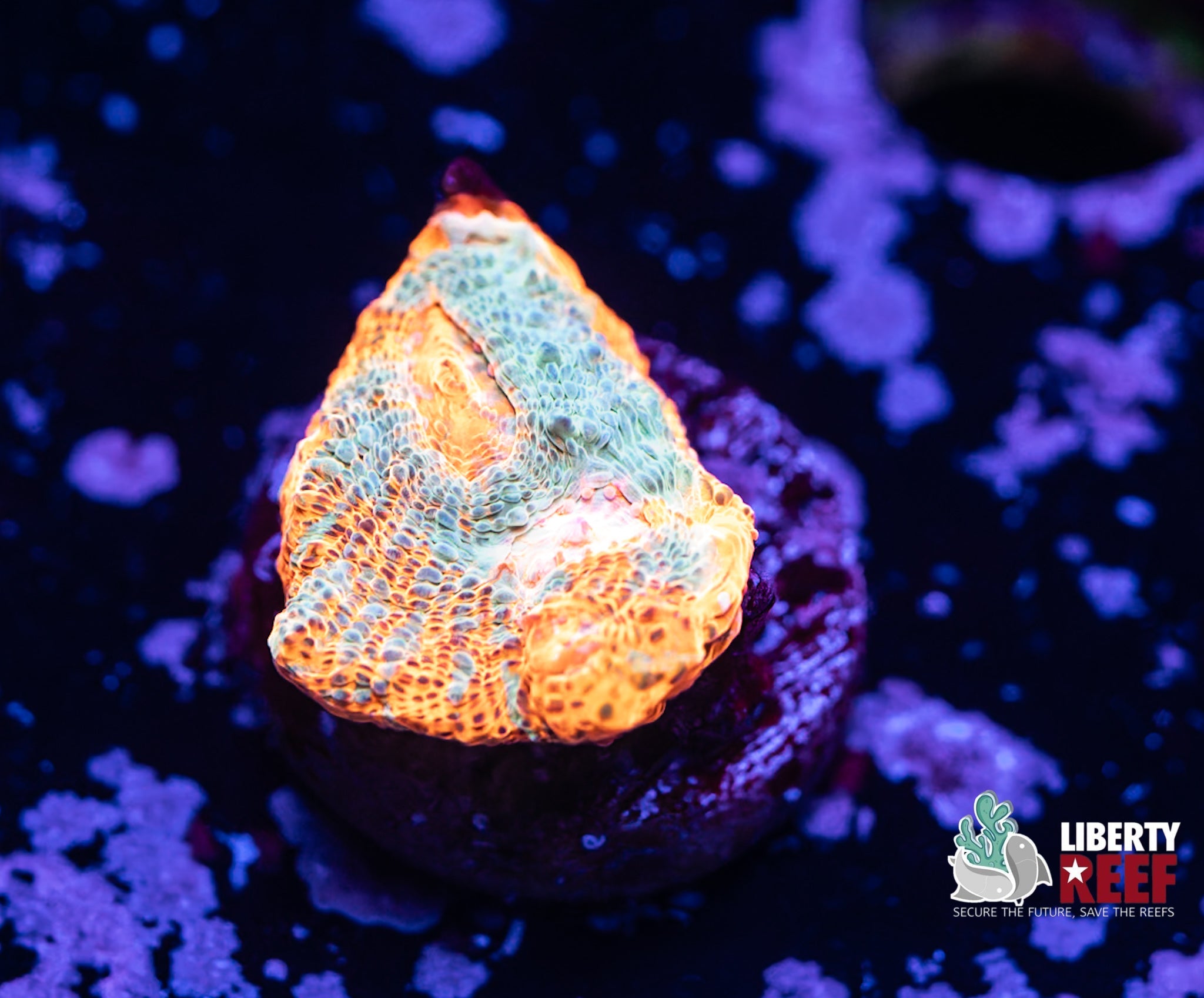 Liberty Reef Auction