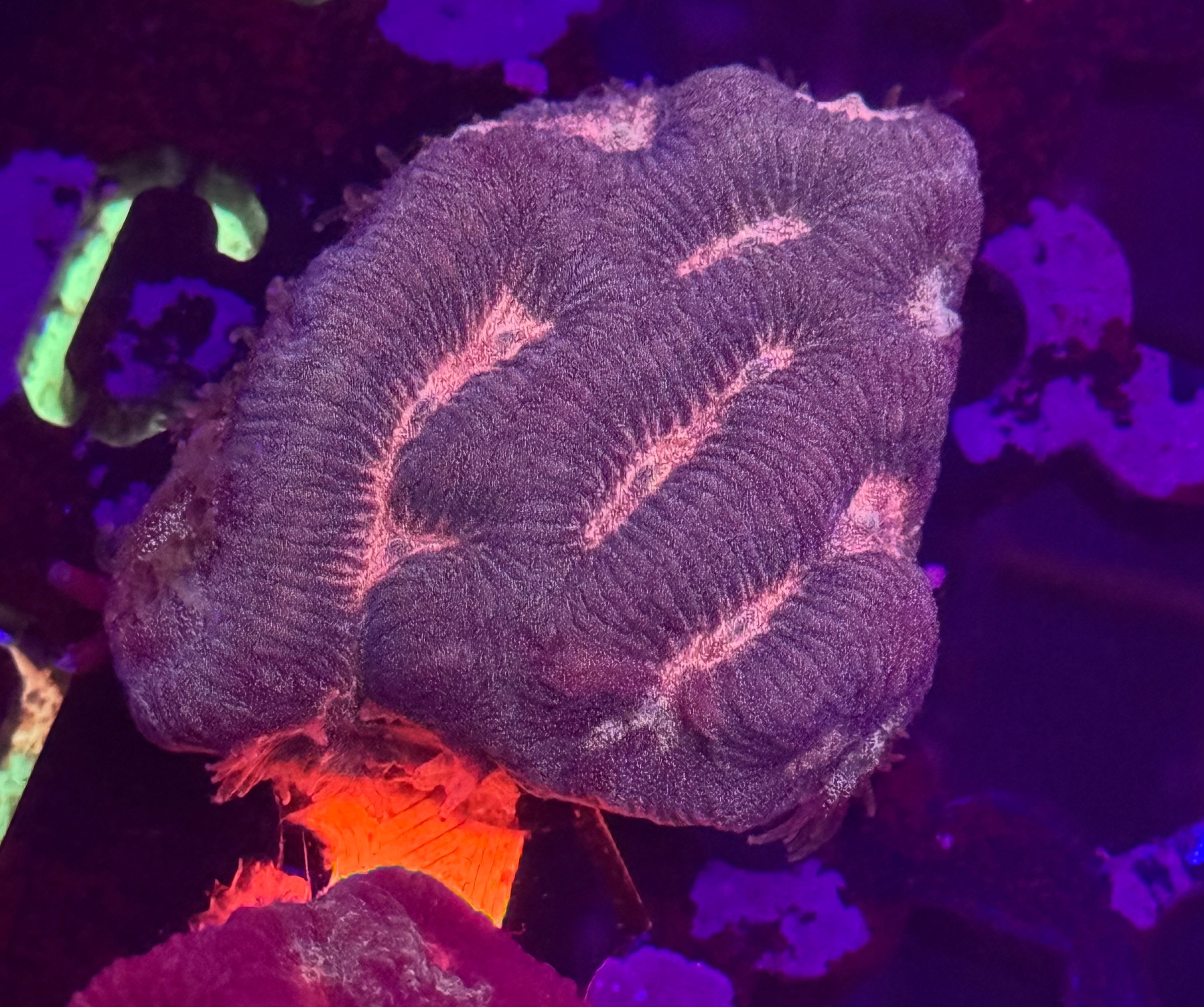 Ultra Platgyra Maze Coral