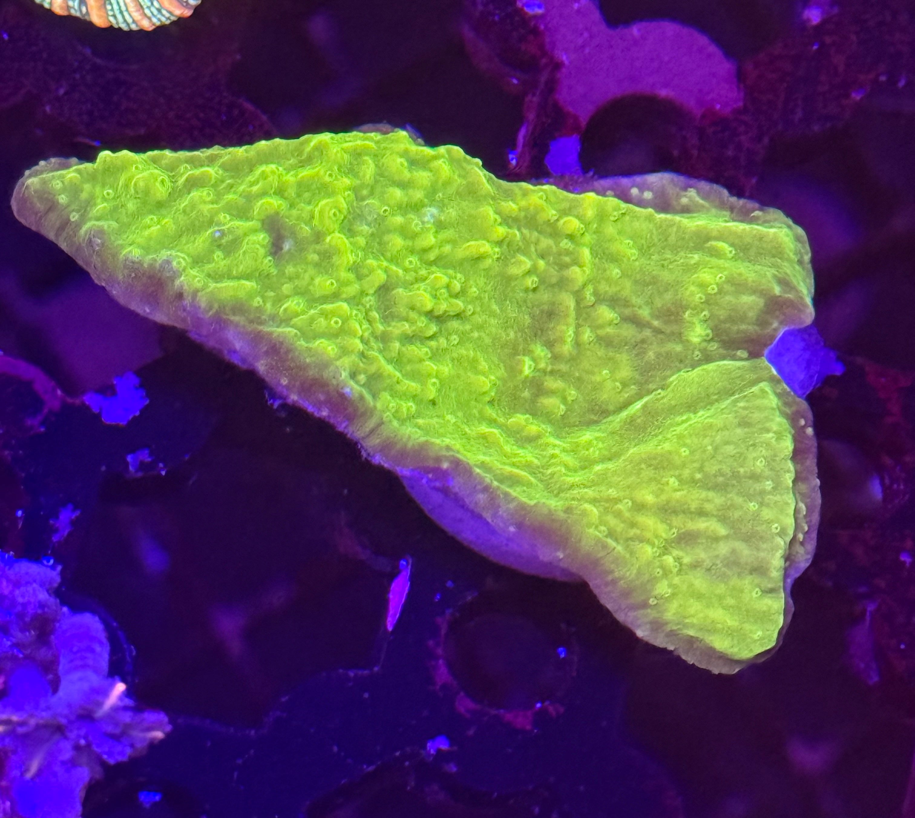 Neon Green Plating Montipora