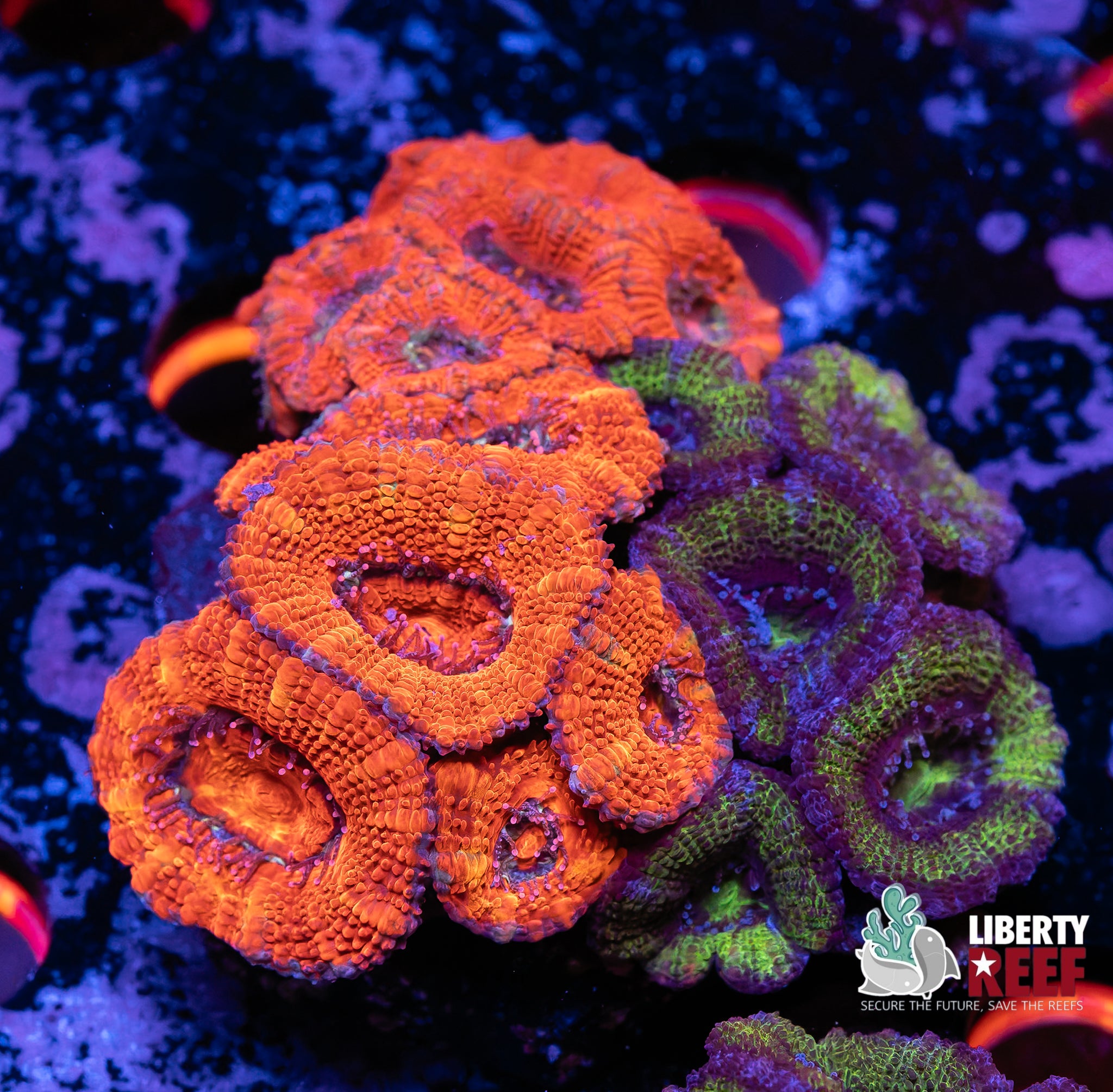 Ultra Acan Garden