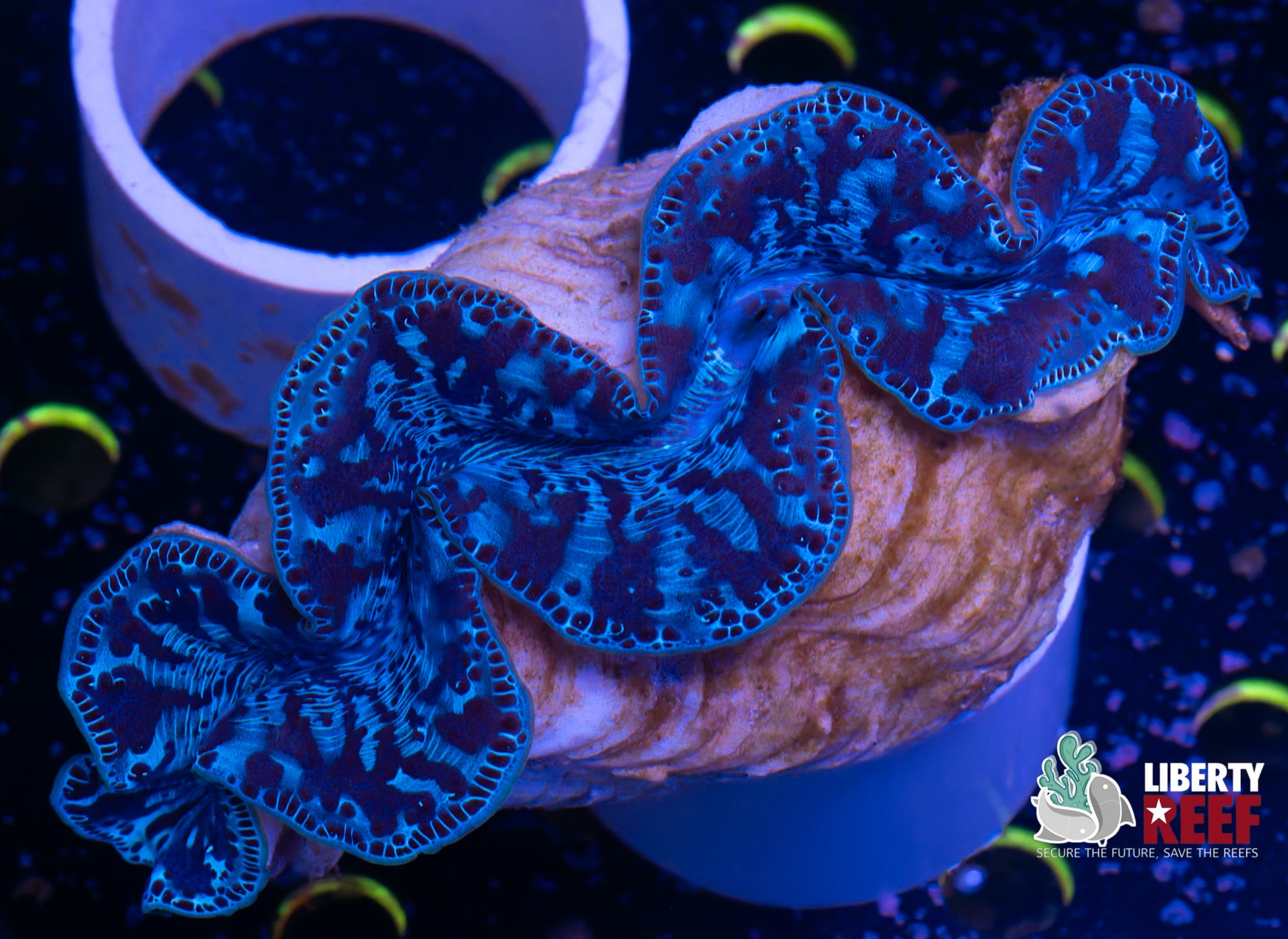 XL Maxima Clam (6in)